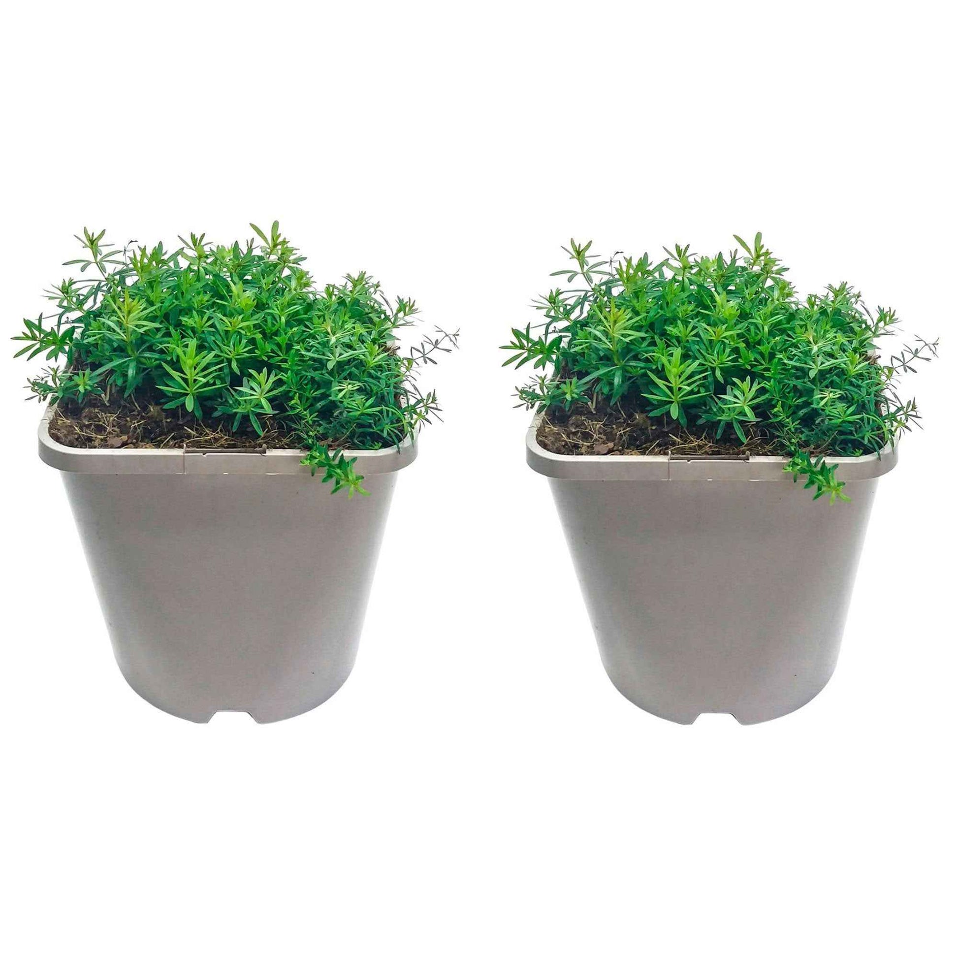 Vaste planten - Geel walstro - Galium verum