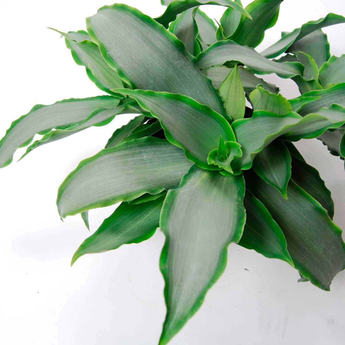 Pekinggras 'Bright Star' - Murdannia loriformis Bright Star - Bakker