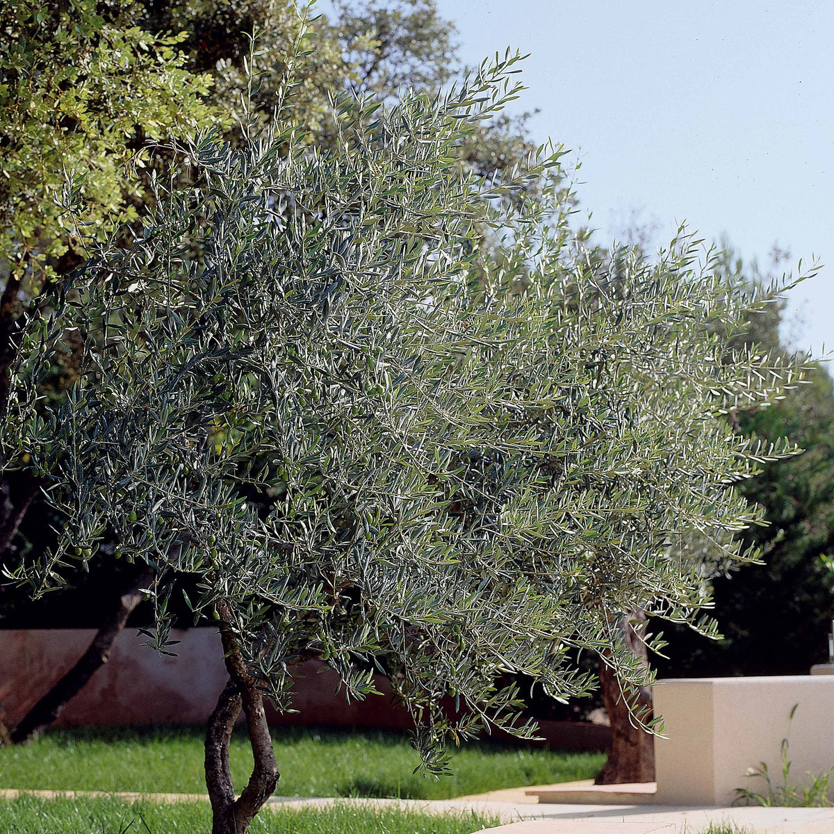 Olijfbomen - Olijfboom - Olea europaea