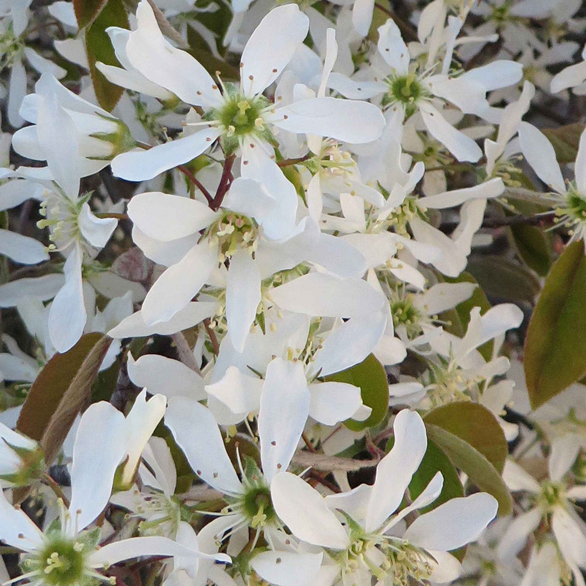 Krentenboom - Amelanchier lamarckii - Bakker