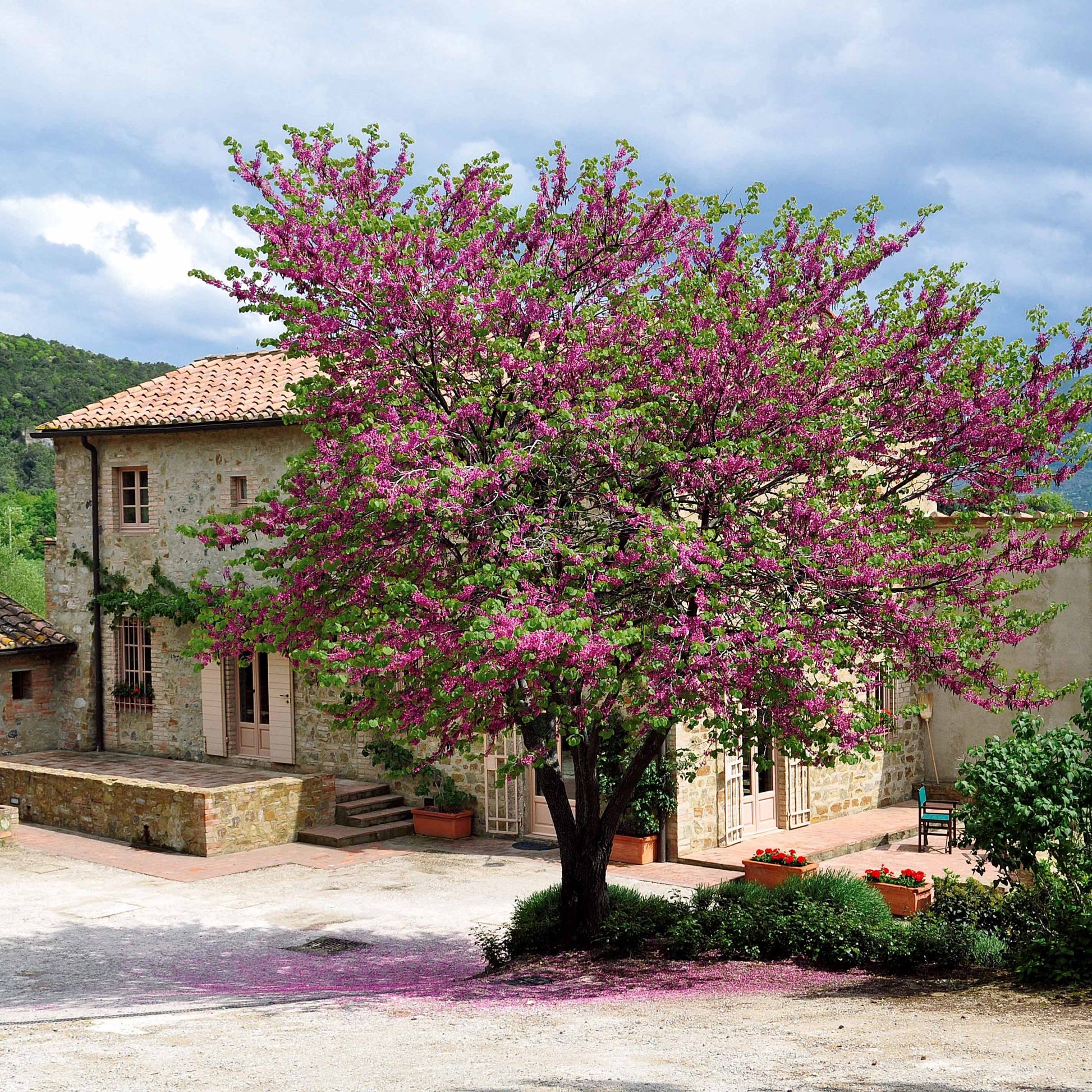 Cercis siliquastrum - Judasboom - Bomen