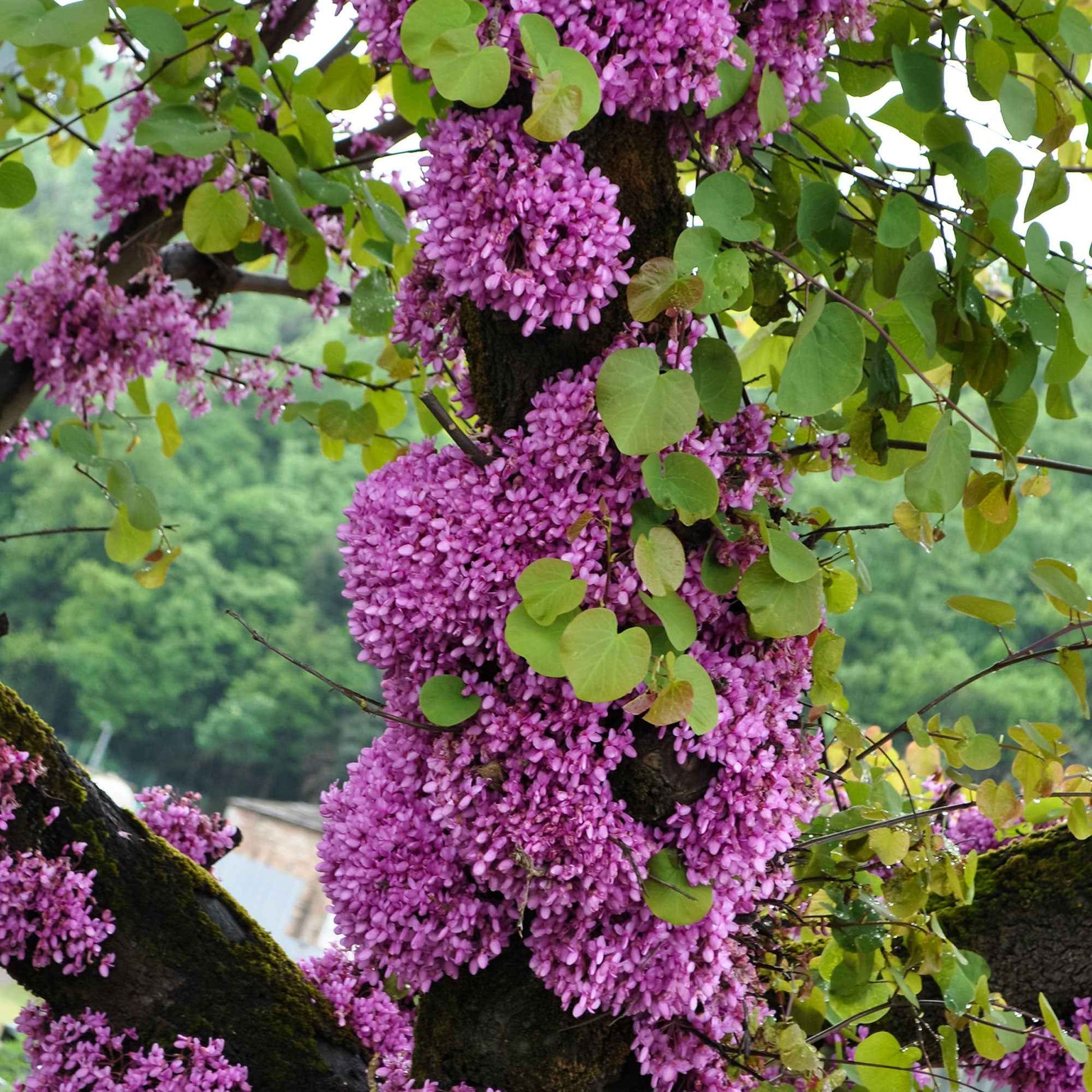 Judasboom - Cercis siliquastrum - Bakker