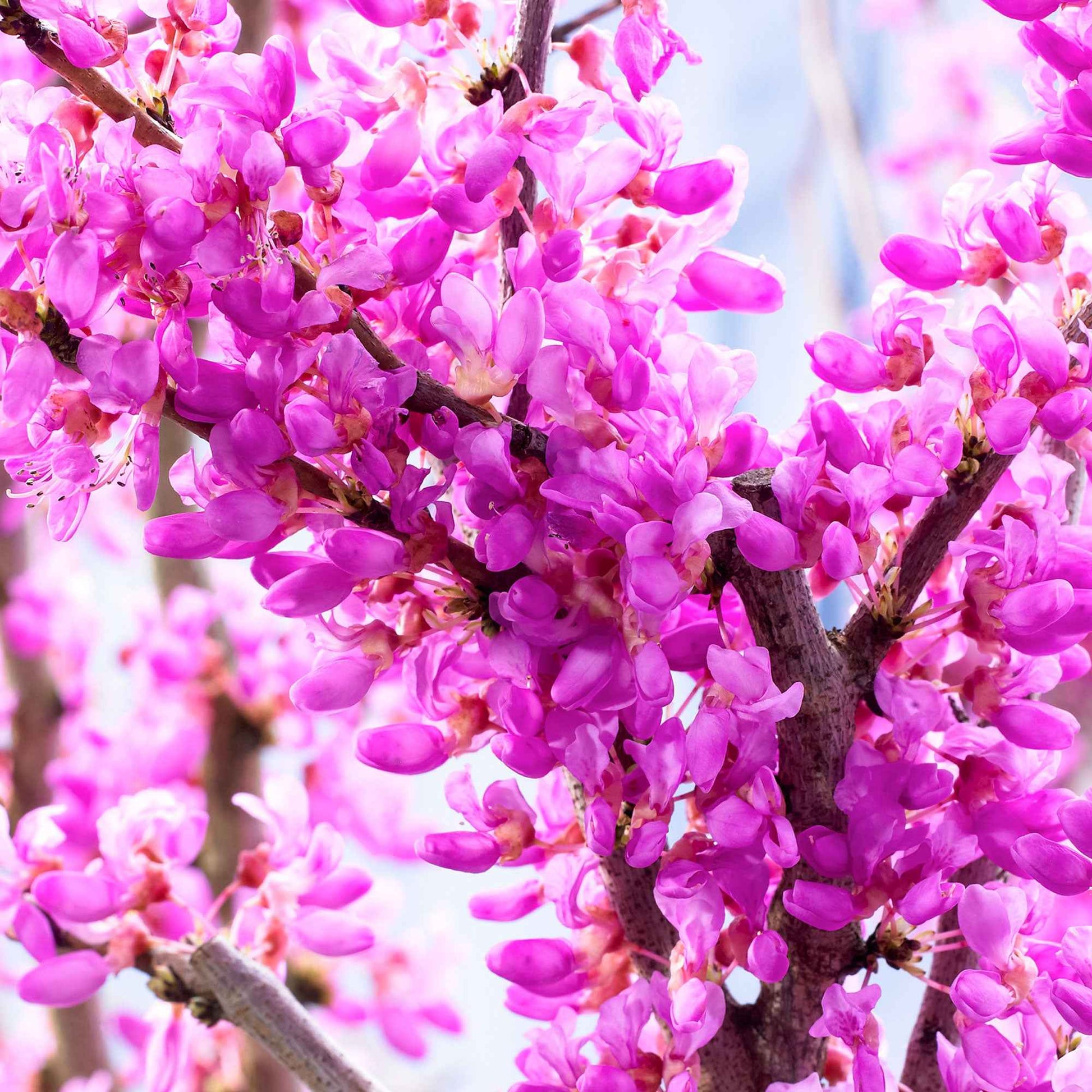Bomen - Judasboom - Cercis siliquastrum