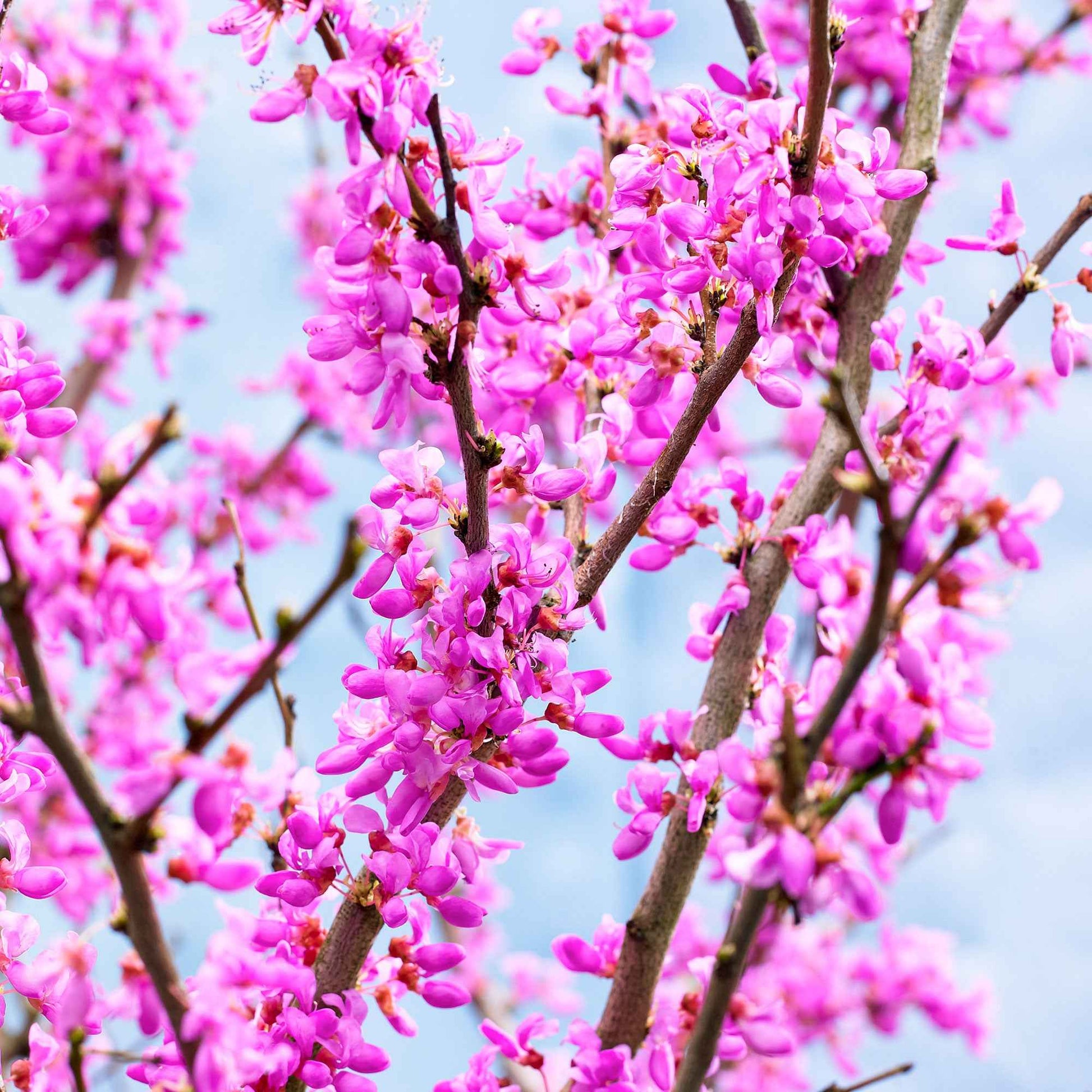 Verkoop Judasboom - Cercis siliquastrum