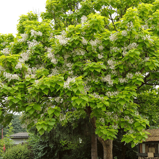 Catalpa - Bakker