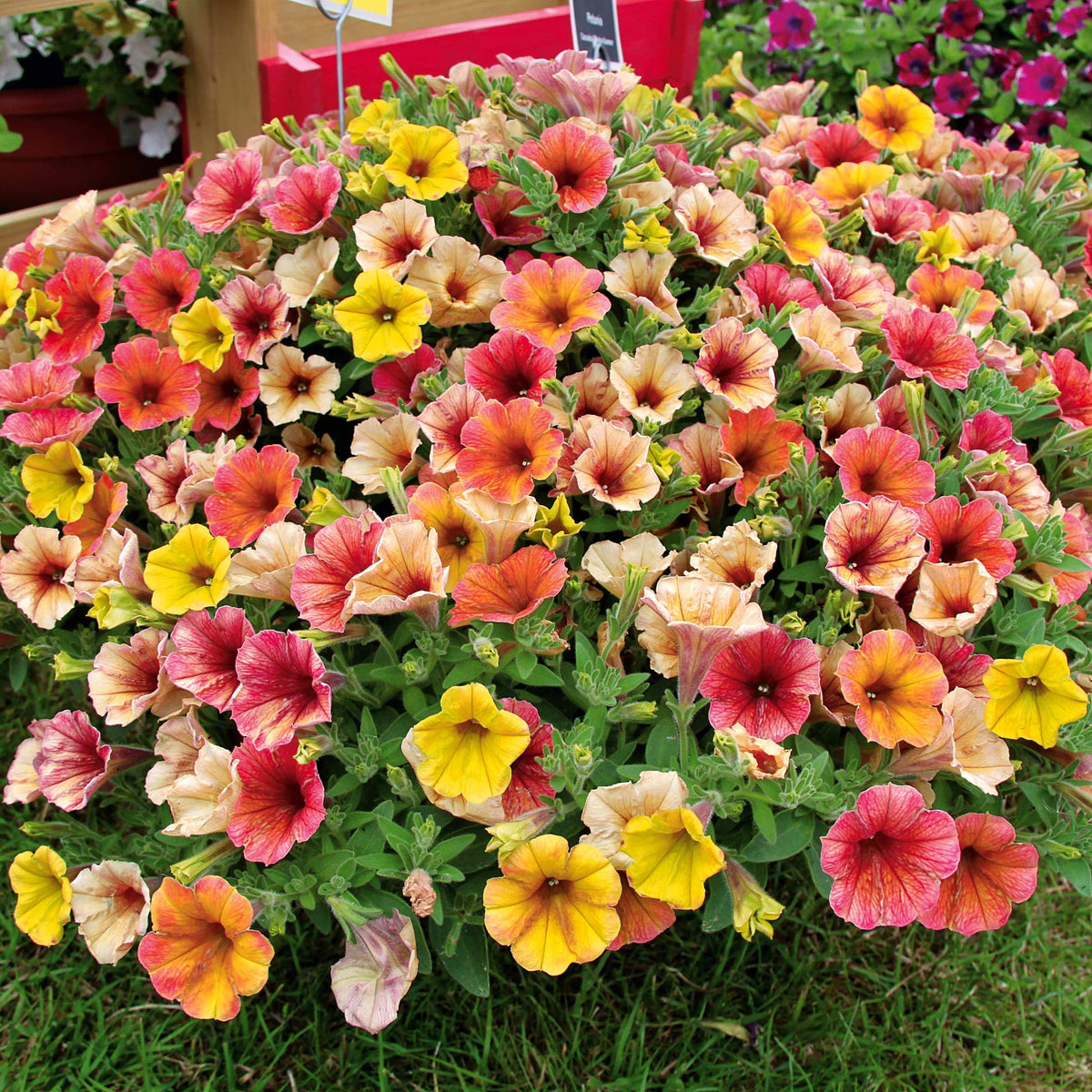 Petunia cascadias Indian Summer - Petunia 'Indian Summer' (x3) - Petunia en Calibrachoa