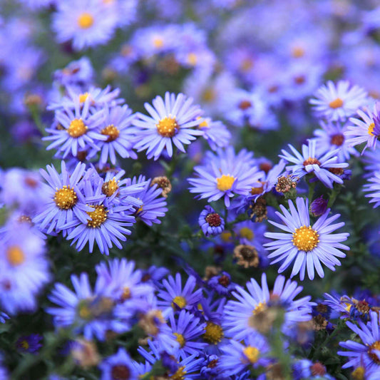 Herfstaster 'Lady in Blue' - Bakker