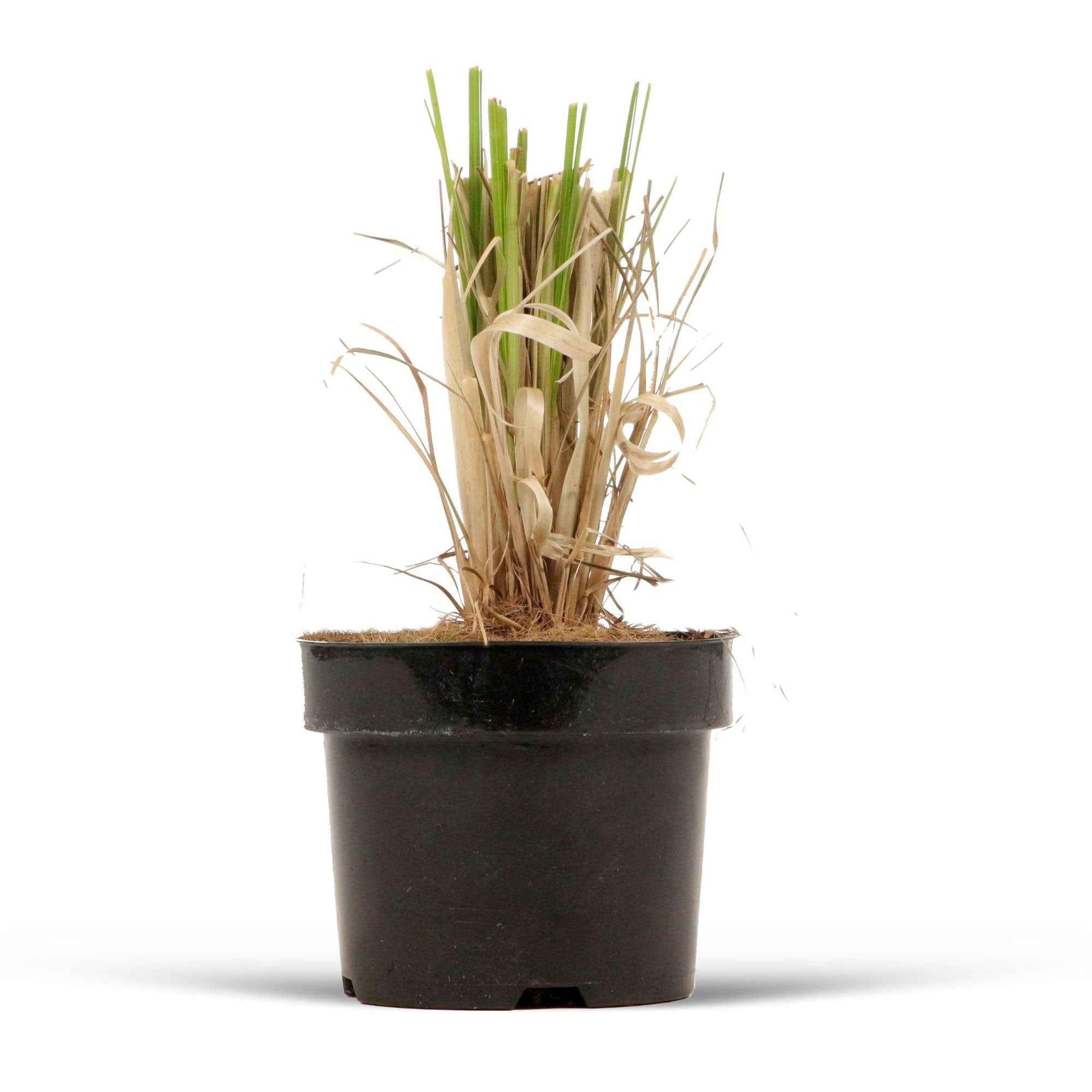 Pampasgras 'Rosea' - Cortaderia selloana rendatleri - Bakker