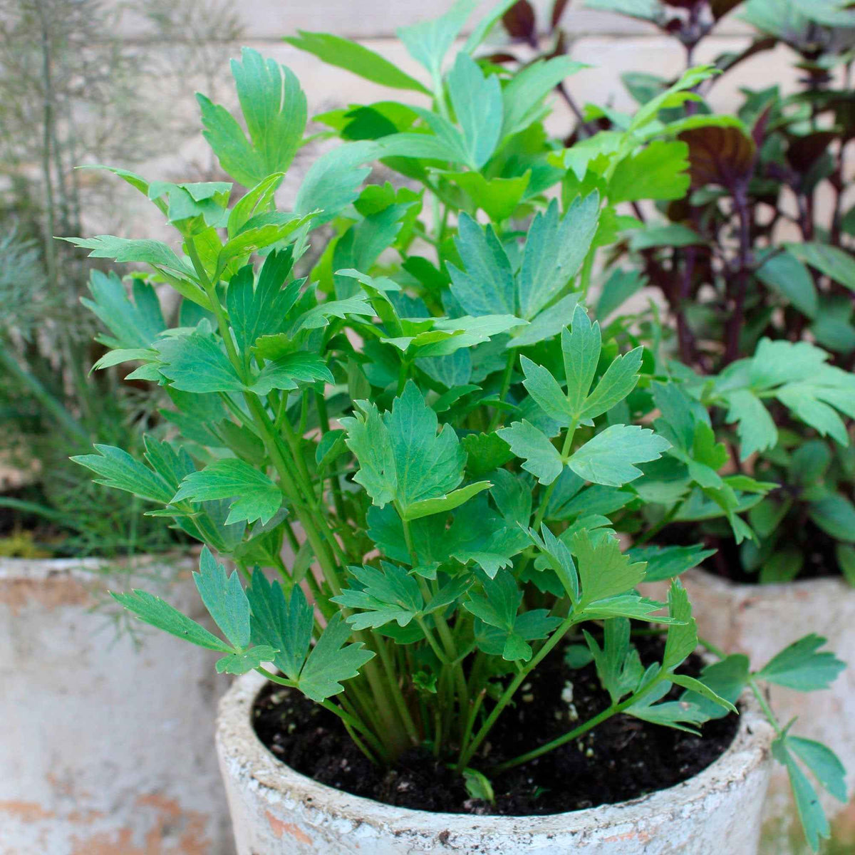 Maggieplant - Kruidenplanten - Bakker