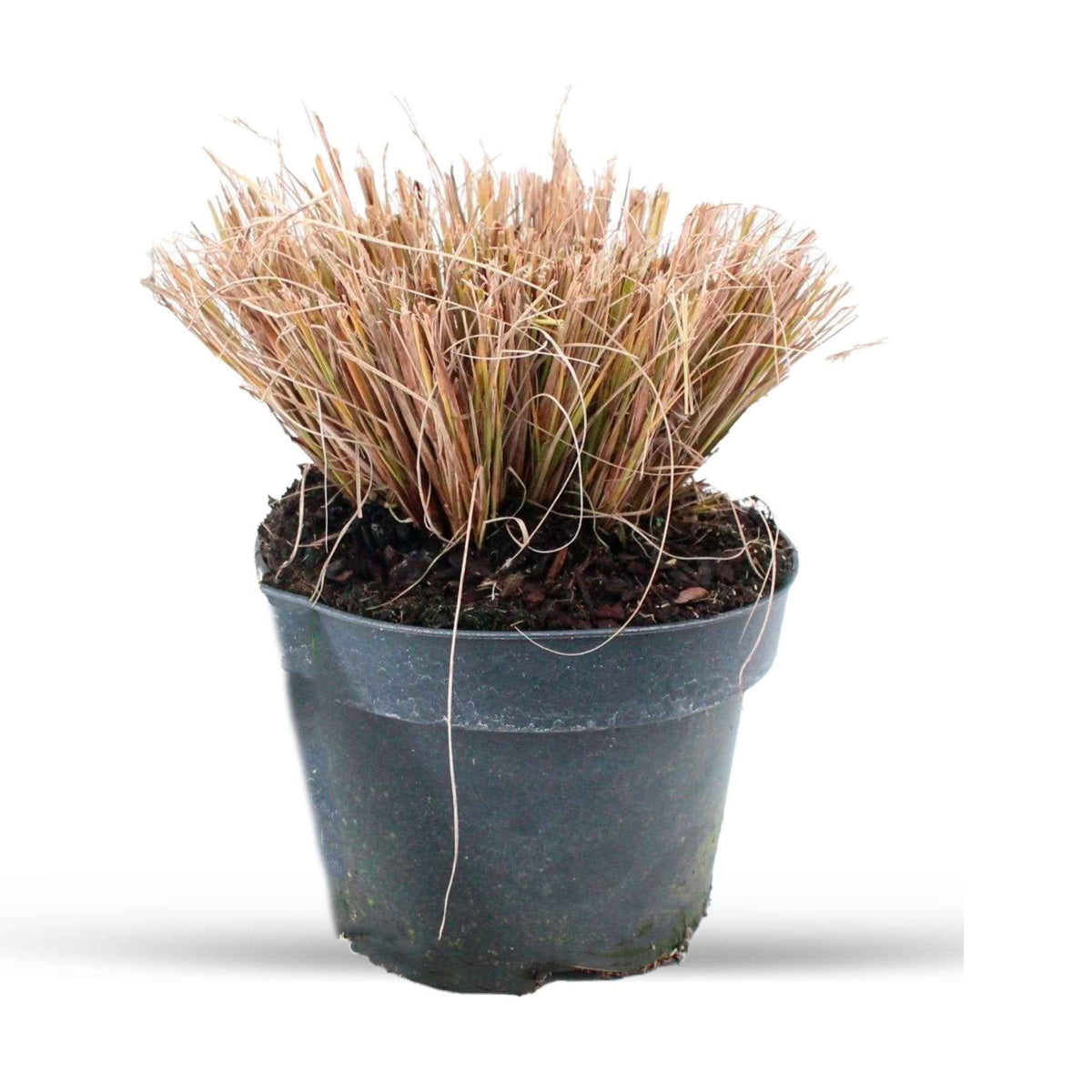 Pennisetum alopecuroides f. viridescens - Lampenpoetsersgras 'Viridescens' - Pennisetum