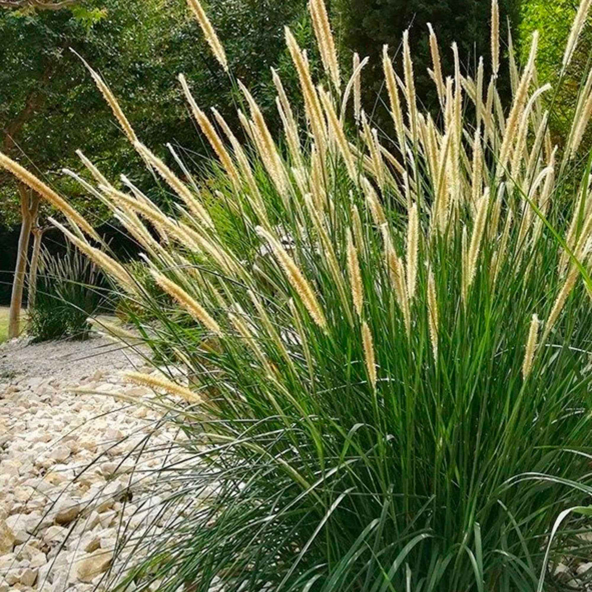 Lampenpoetsersgras - Pennisetum macrourum - Bakker