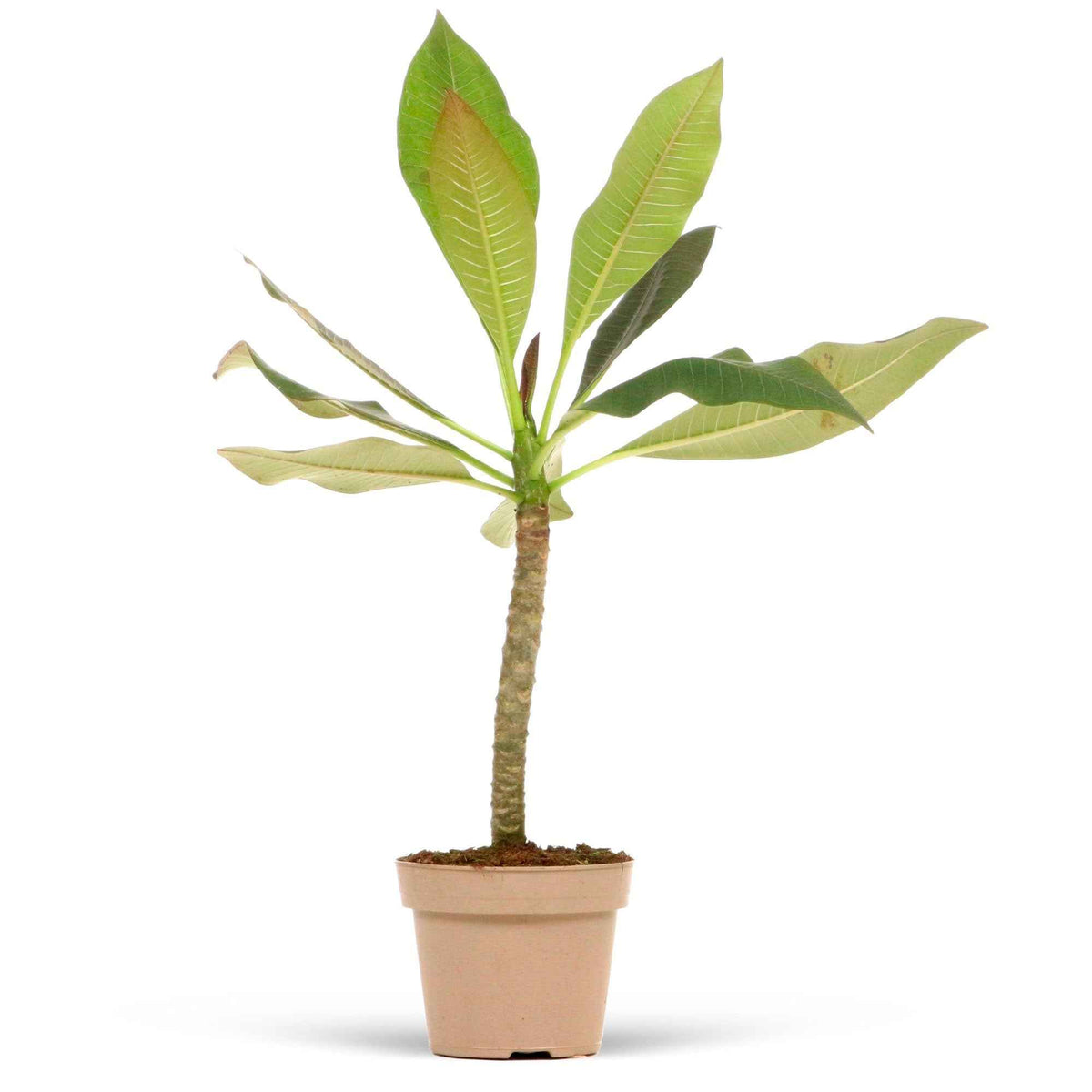 Verkoop Tempelboom Frangipani Plumeria 'Bordeaux' Rood-Paars - Plumeria Rubra Bordeau