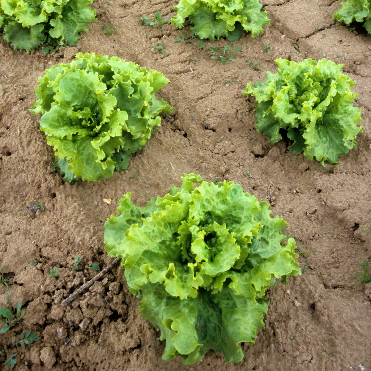 Verkoop Sla Mix '7 maanden' ('Meikoningin' + 'Lollo Rosso' + 'Volhart 2' + 'Blond' - Coll. 7 mois de salades (reine mai, lollo rossa, coeur plein, blond