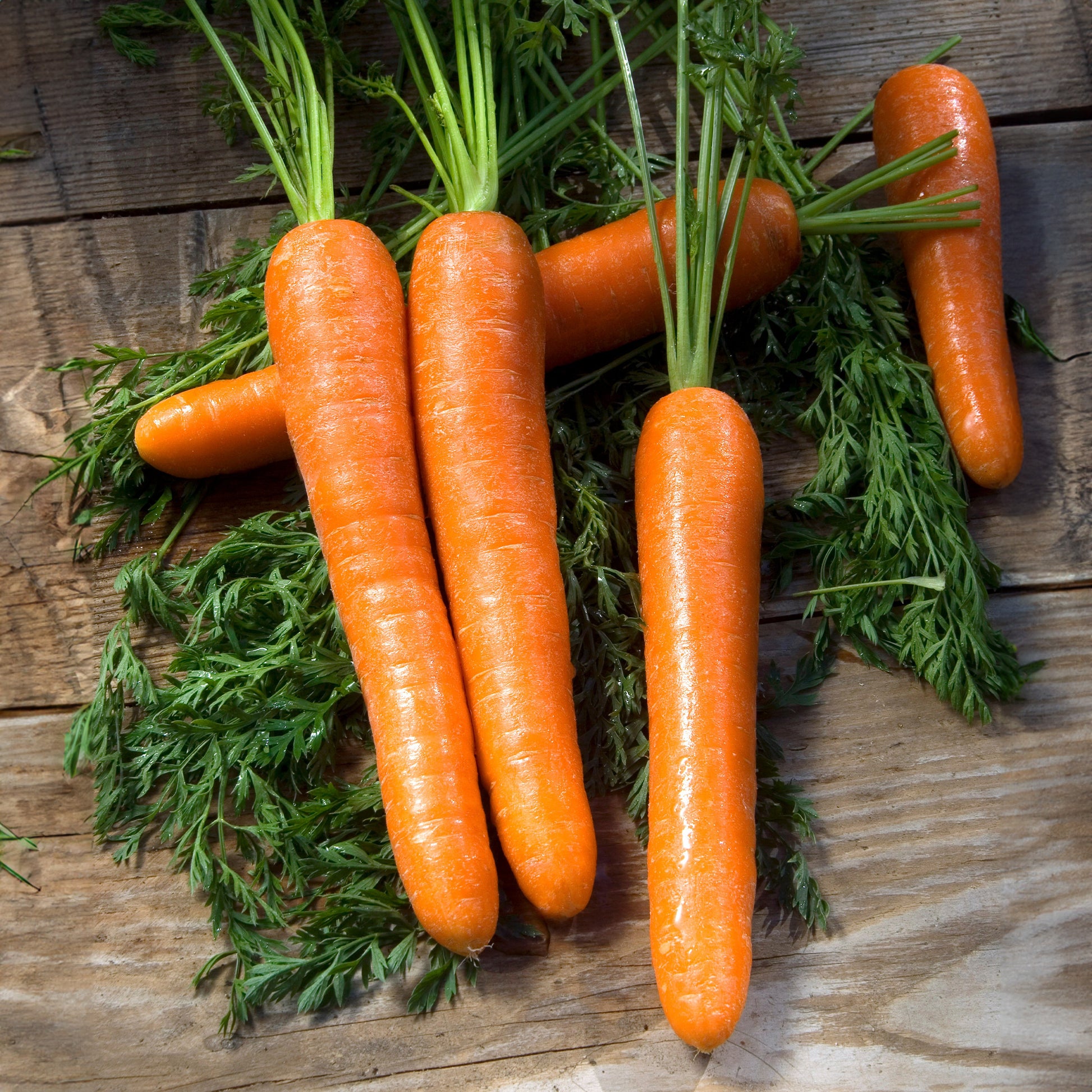 Wortel 'Lange gladde van Meaux' - Daucus carota longue lisse de meaux (30 g) - Bakker