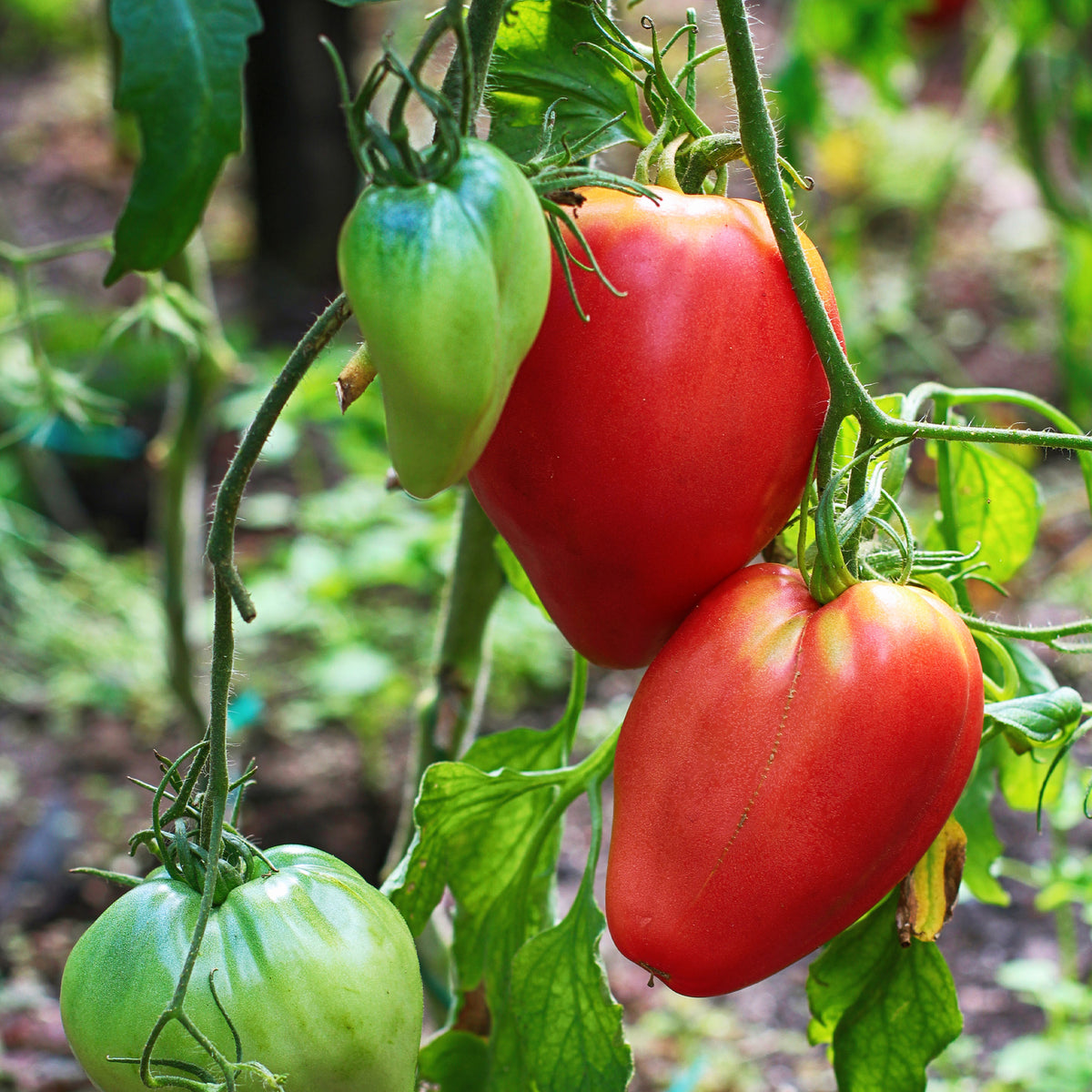 Vleestomaat 'Coeur de Boeuf' zakje zaden - Solanum lycopersicum coeur de boeuf - Bakker