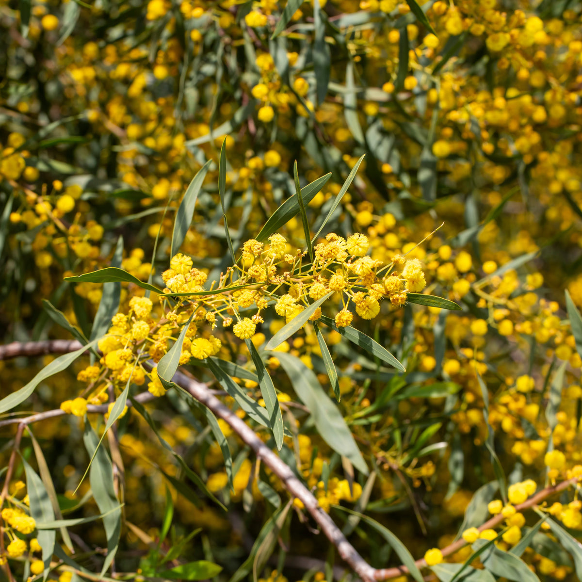 Mimosa der vier seizoenen - Acacia retinodes - Bakker
