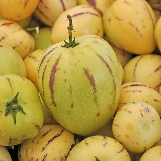 Pepino - Bakker