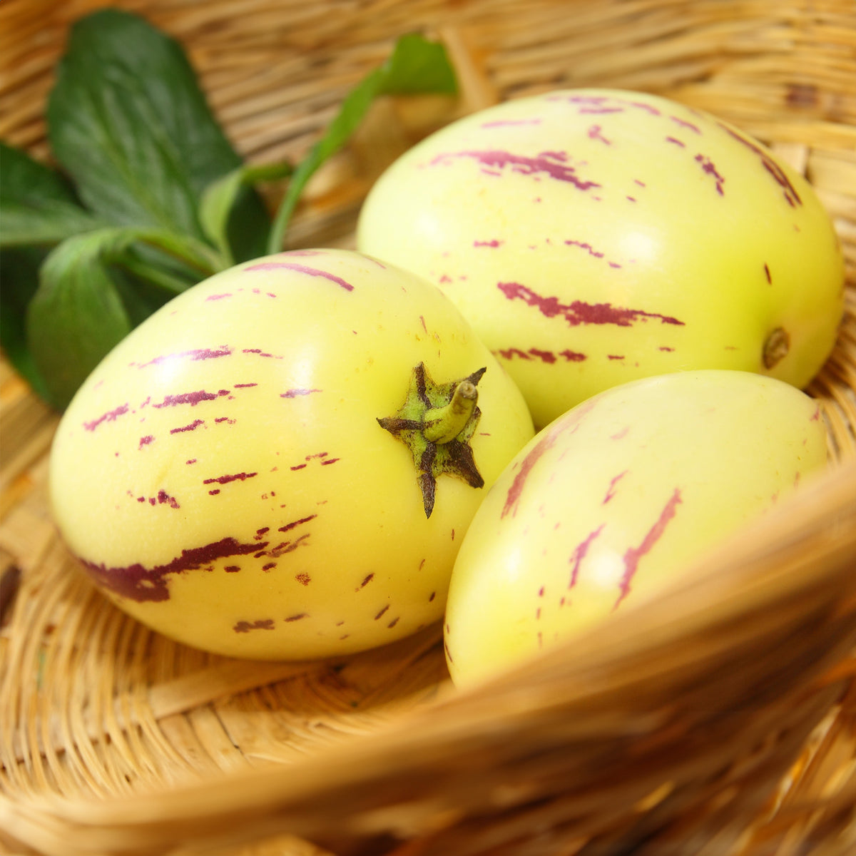 Verkoop Pepino - Solanum muricatum