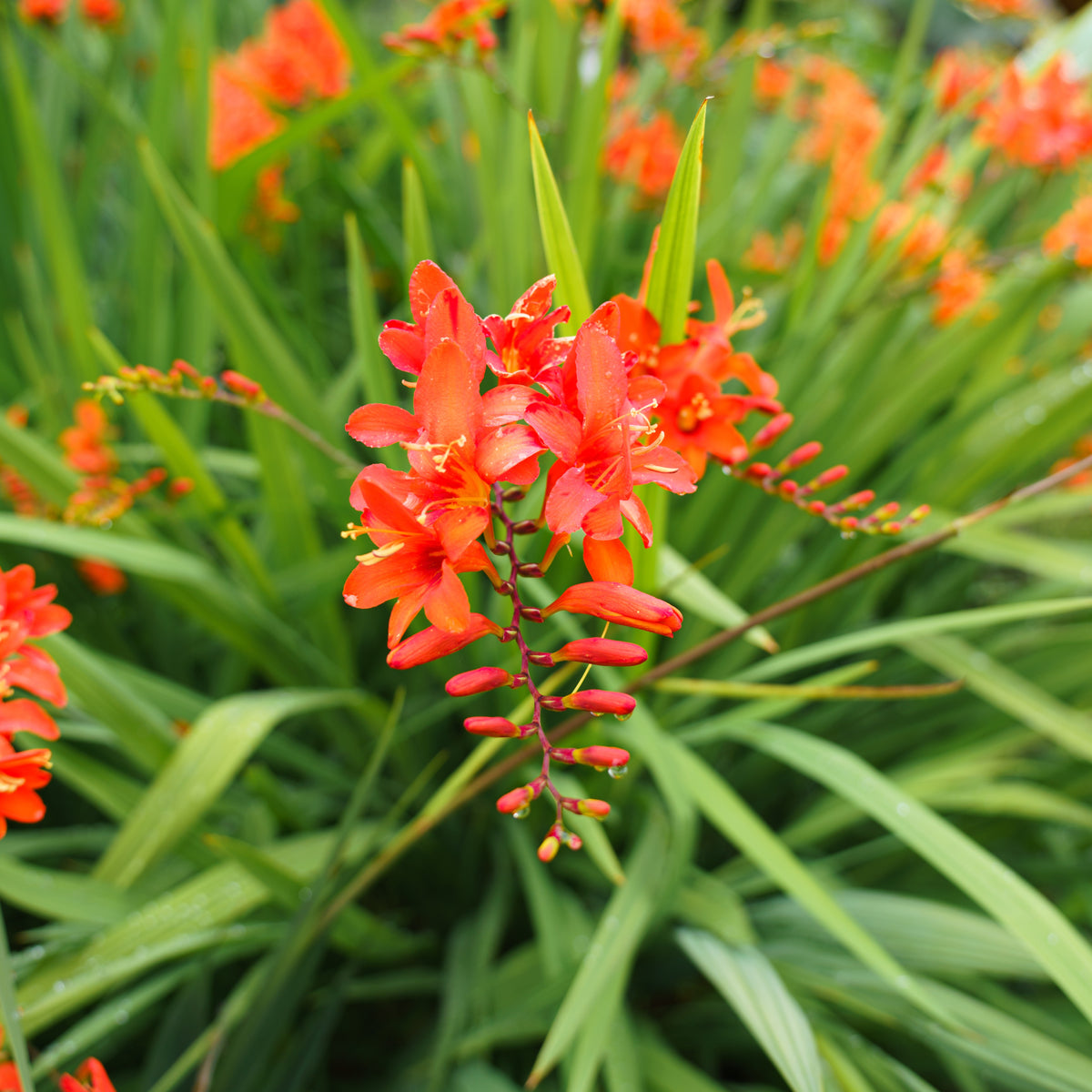 Crocosmia 'Lucifer' (x15) - Crocosmia red - Bakker