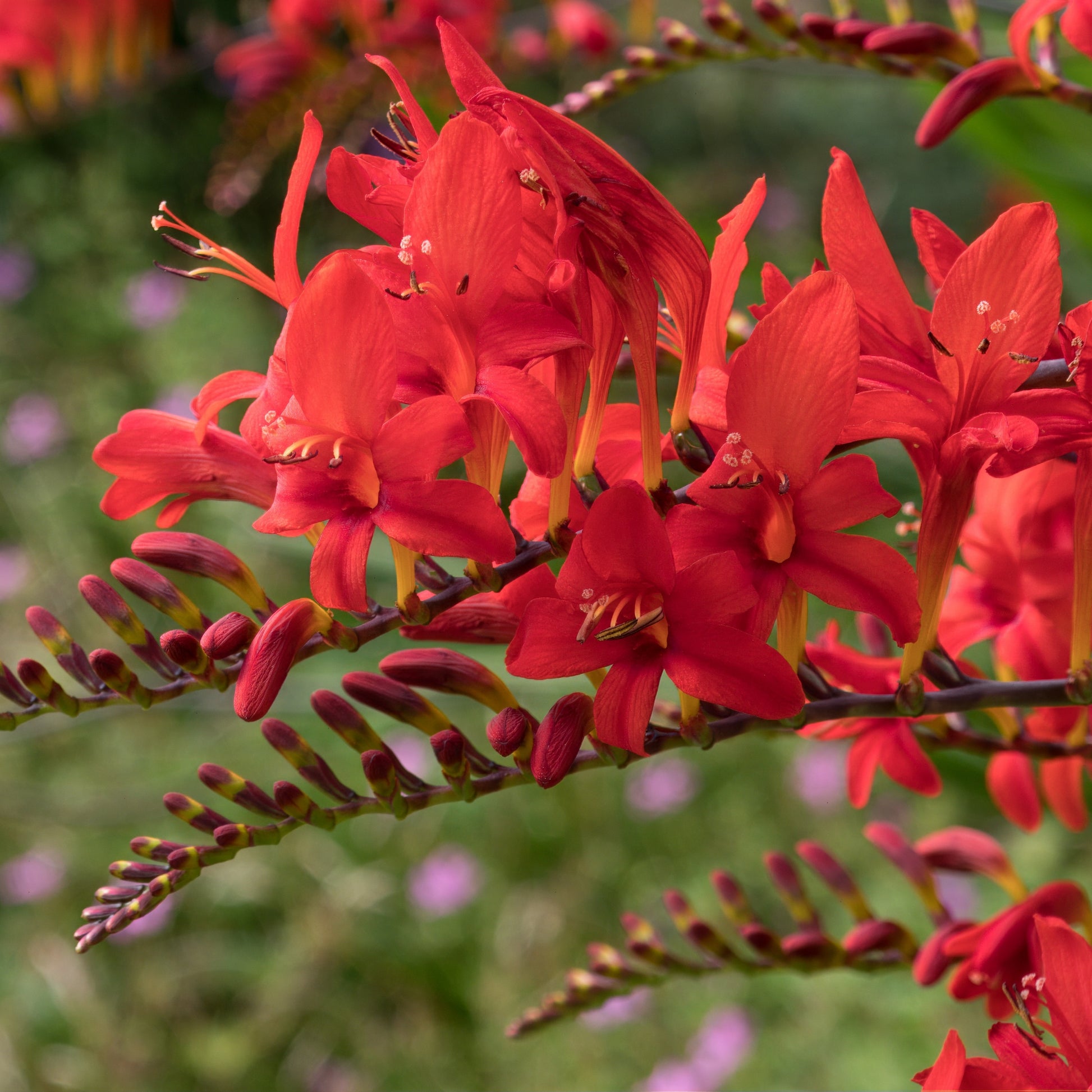 Natuurlijke bloembollenbedden - Crocosmia 'Lucifer' (x15) - Crocosmia red