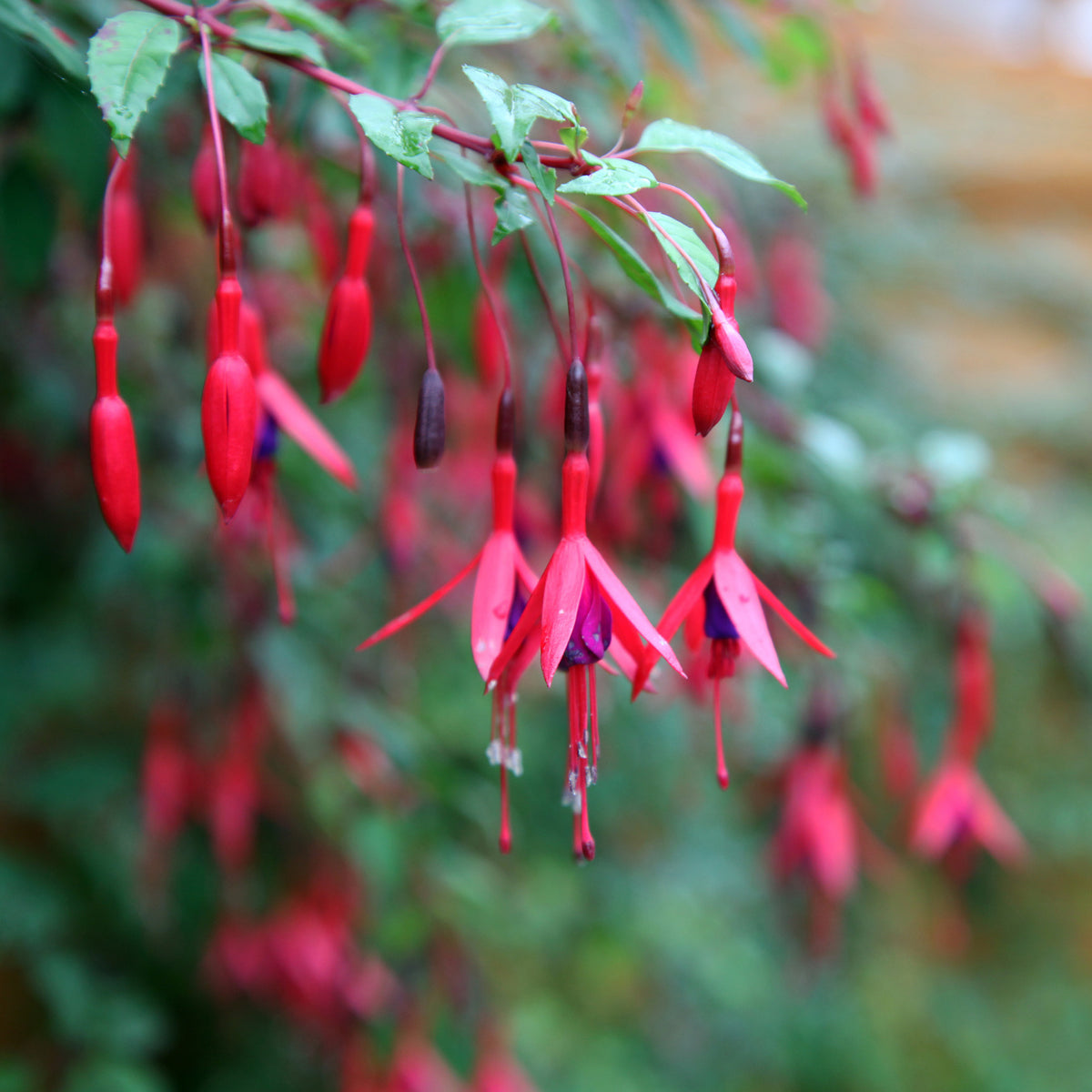 Fuchsia - Bellenplant Mix 'Madame Cornelissen' + 'Brilliant' (x3) - Fuchsia Mme Cornelissen, Brilliant