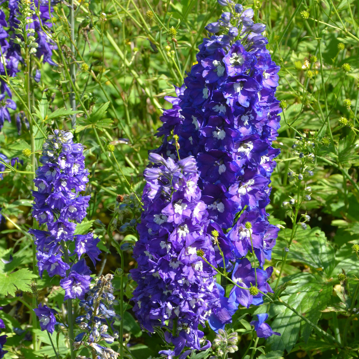 Bloeiende borderpakketten - Vaste planten borderpakket - ca. 6 m² - Delphinium, Phlox, Liatris, Gypsophila, Rudbeckia, Physostegia, Astilbe, Achillea