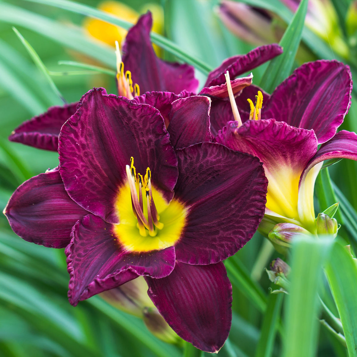 Daglelie Mix (x5) - Hemerocallis - Bakker