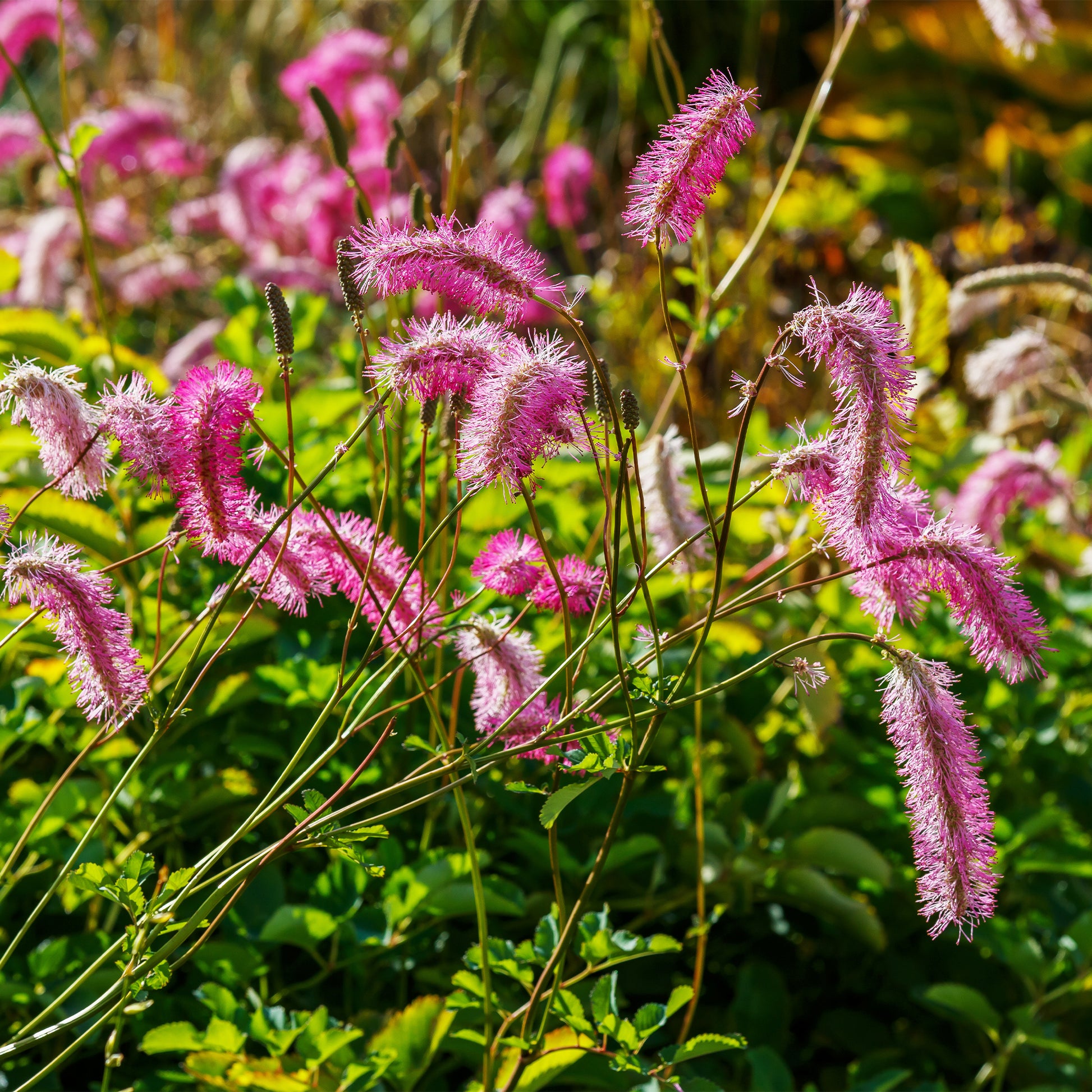Sanguisorba obtusa, Veronicastrum virginicum Cupid - Pimpernel + Virginische ereprijs Mix - Bloeiende planten