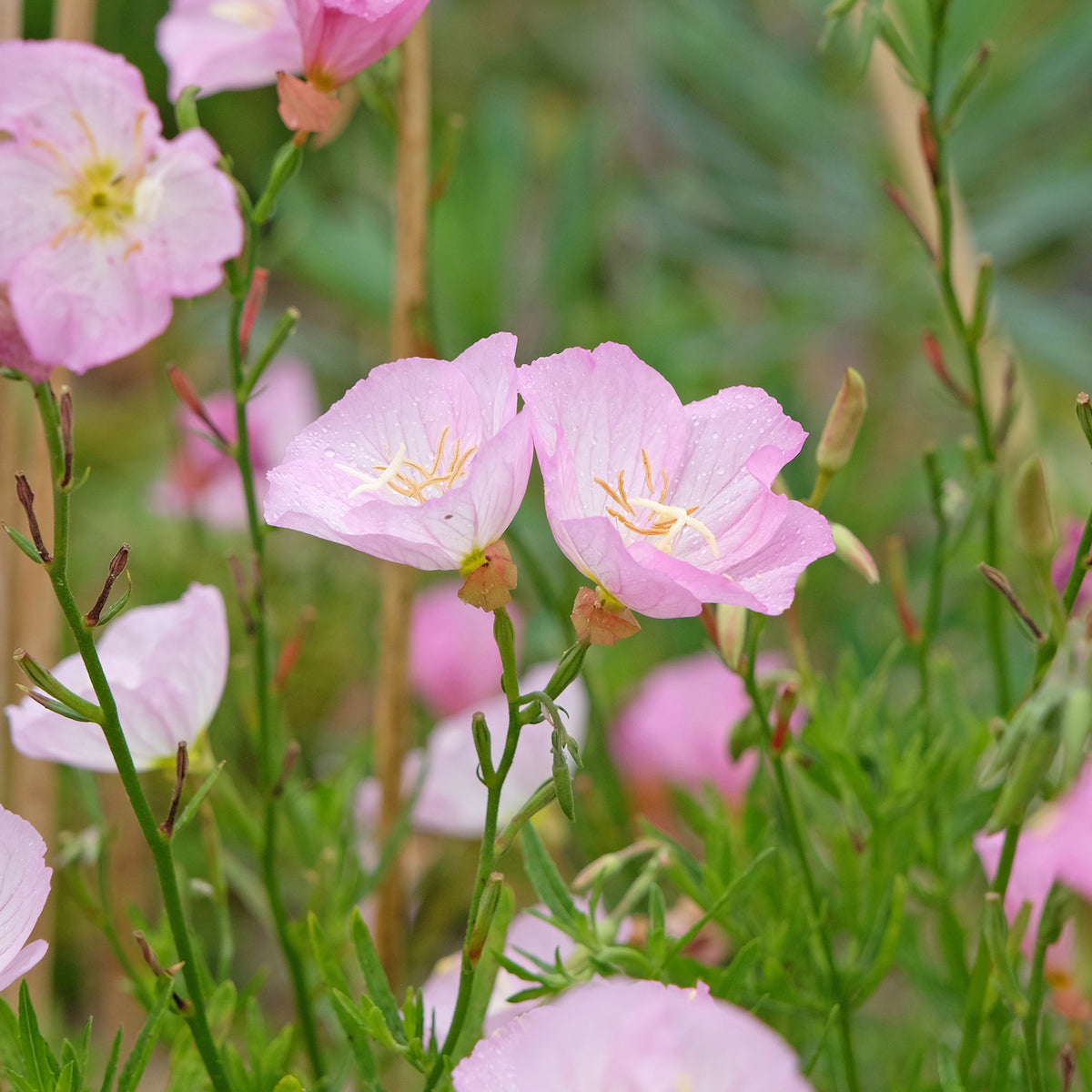 Teunisbloem 'Siskiyou Pink' (x2) roze - Oenothera speciosa Siskiyou Pink - Bakker