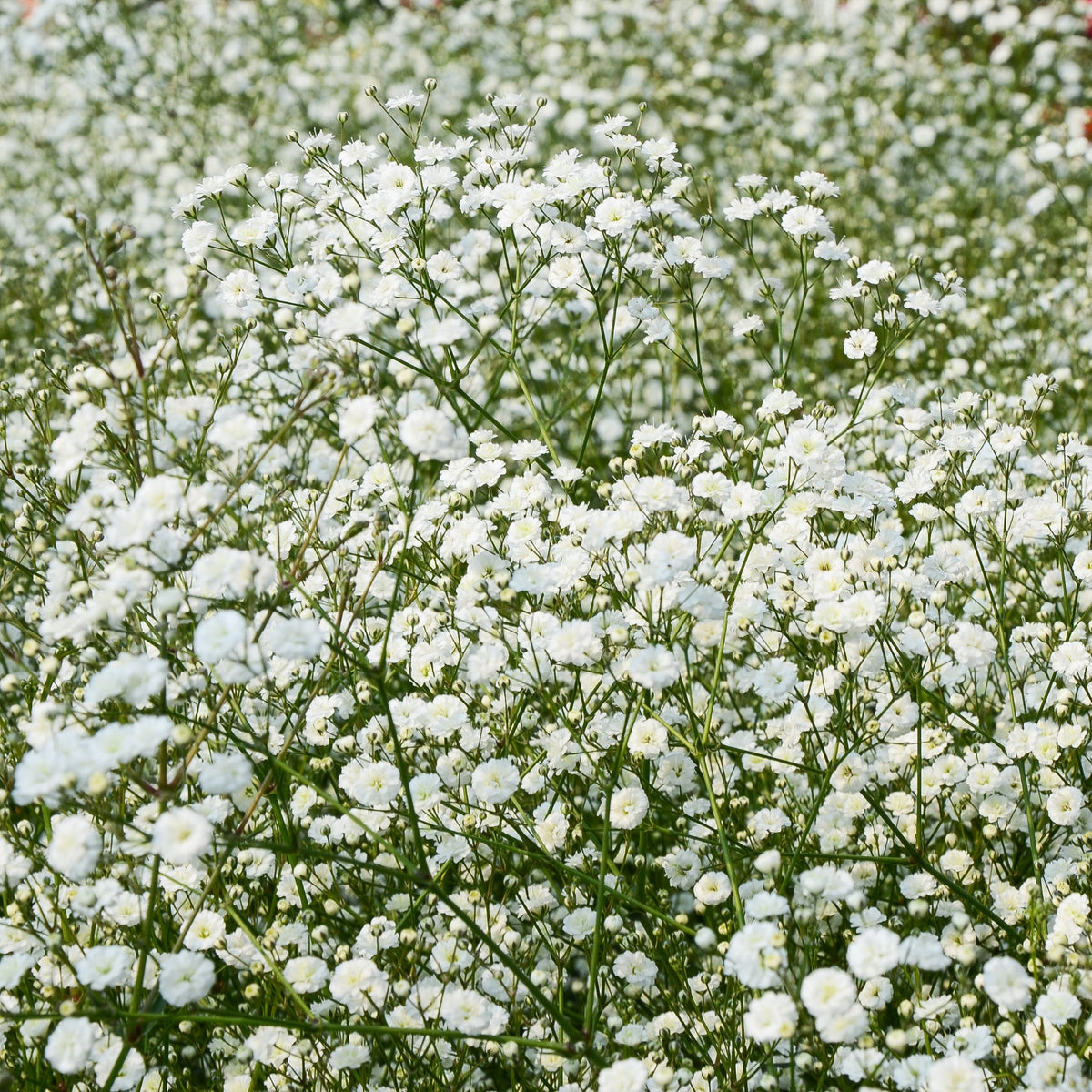 Verzameling vaste planten voor buitenbedden (x11) - Bloeiende vaste planten - Bakker