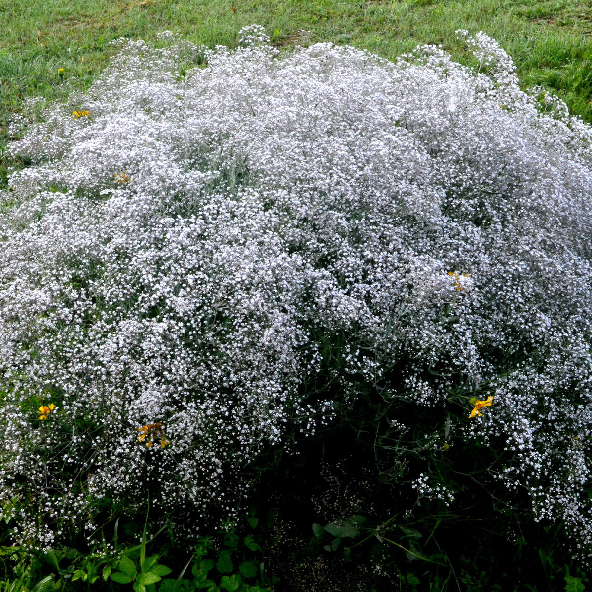 Gipskruid (x3) - Gypsophila paniculata - Bakker
