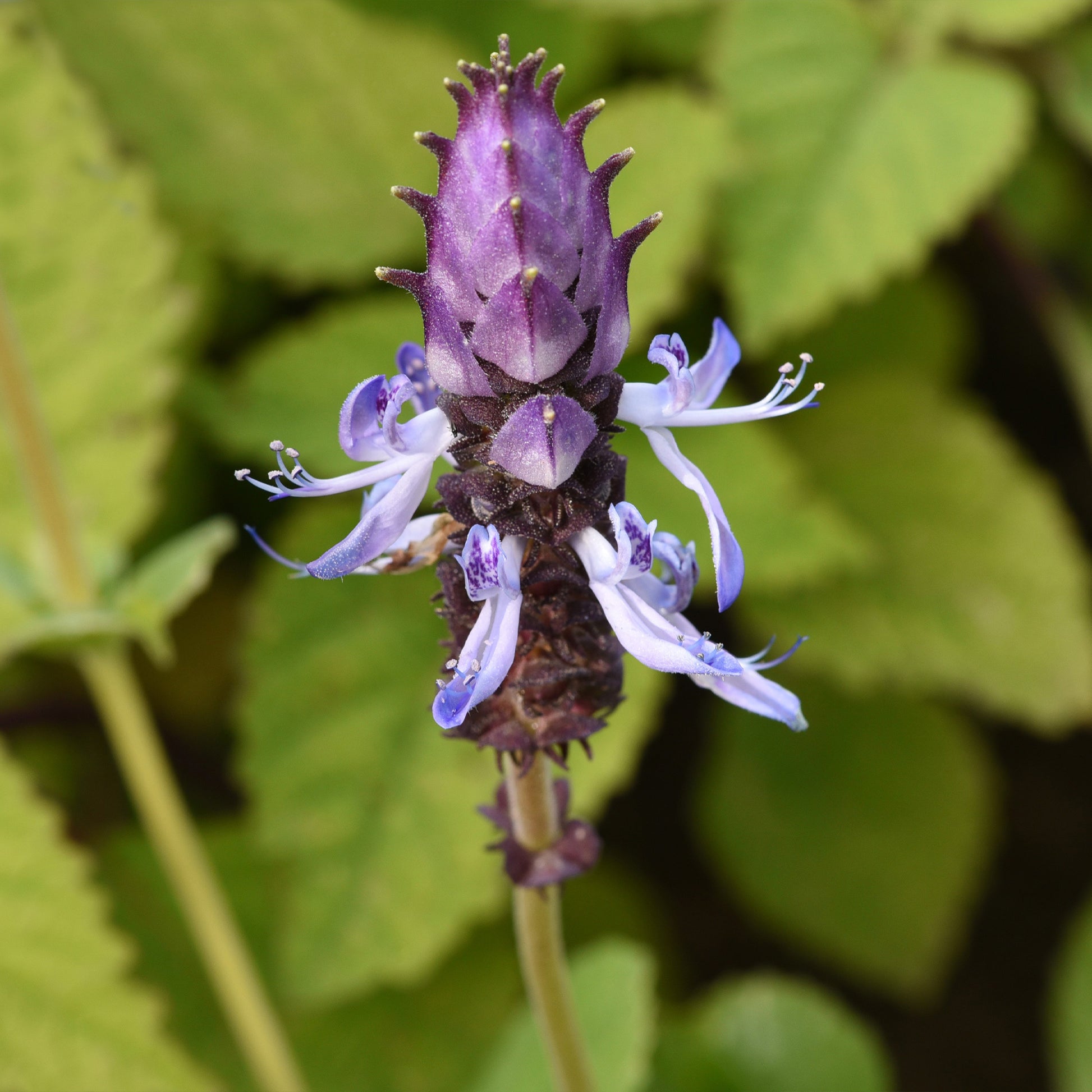 Kattenschrik (x3) - Coleus canina - Bakker