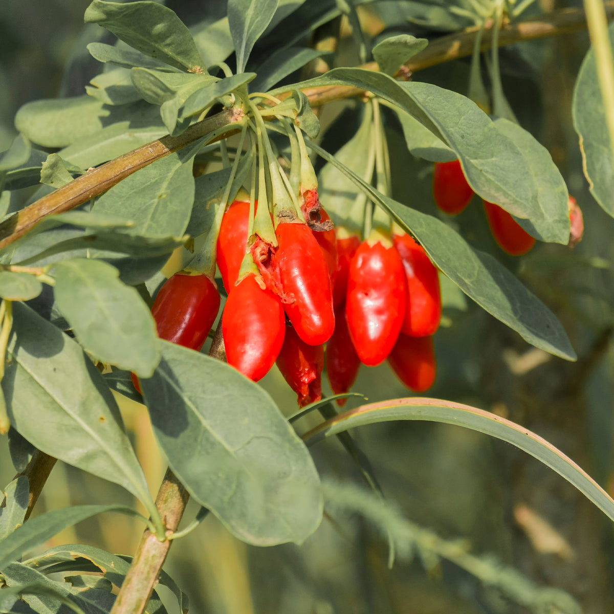 Lycium barbarum - Goji bes - Andere fruitbomen en -struiken