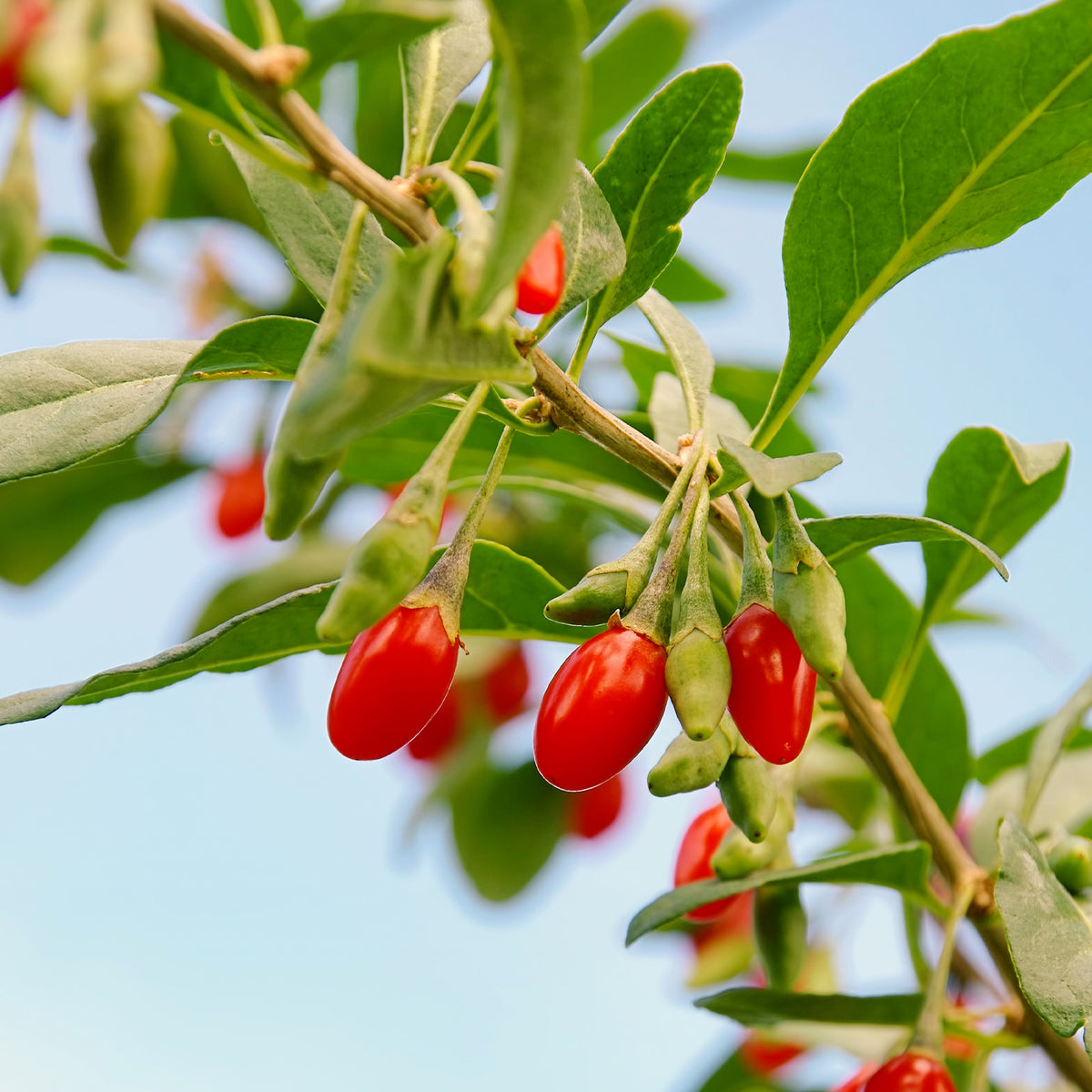 Vaccinium corymbosum, lycium barbarum, vaccinum macrocarpon, schisandra chinensis - Fruitstruik Mix 'Bomvol Vitamine' - Fruitheggen
