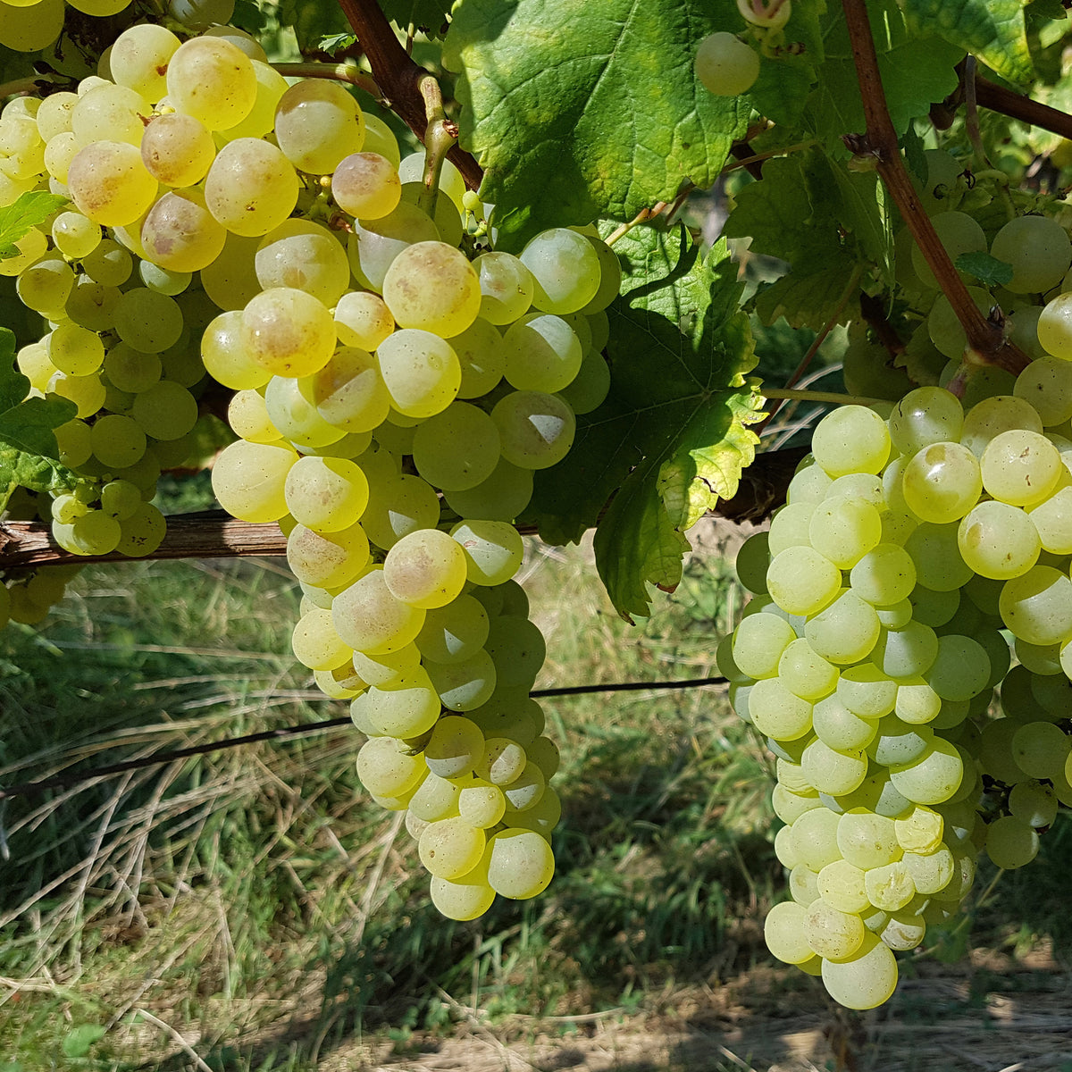 Druif 'Chasselas de Fontainebleau' - Vitis vinifera chasselas de fontainebleau - Bakker