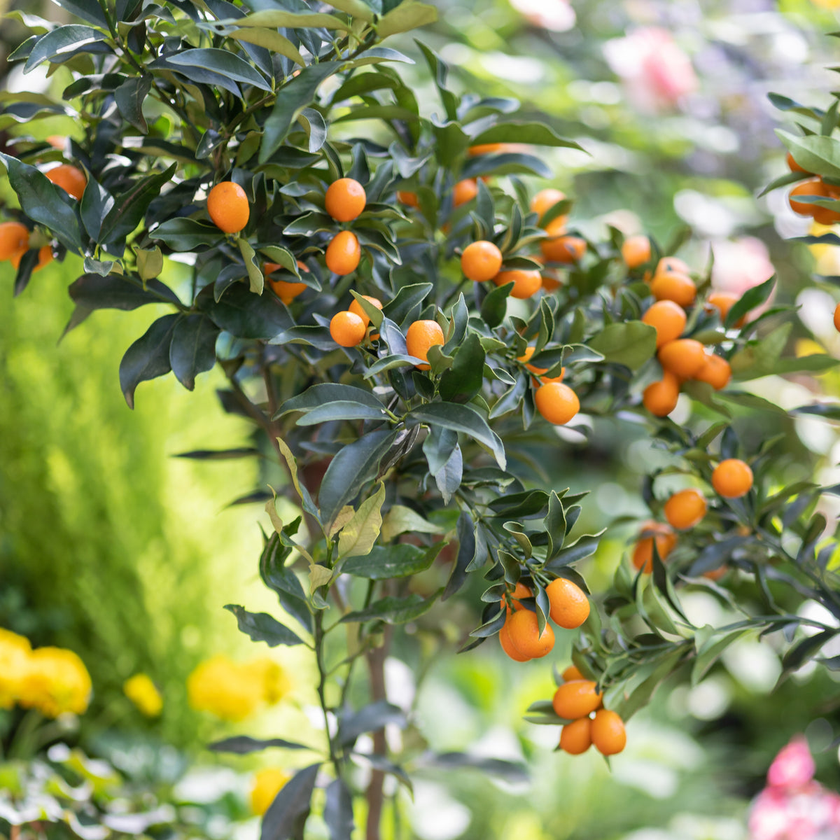 Citrusvruchten - Kumquat - Fortunella margarita