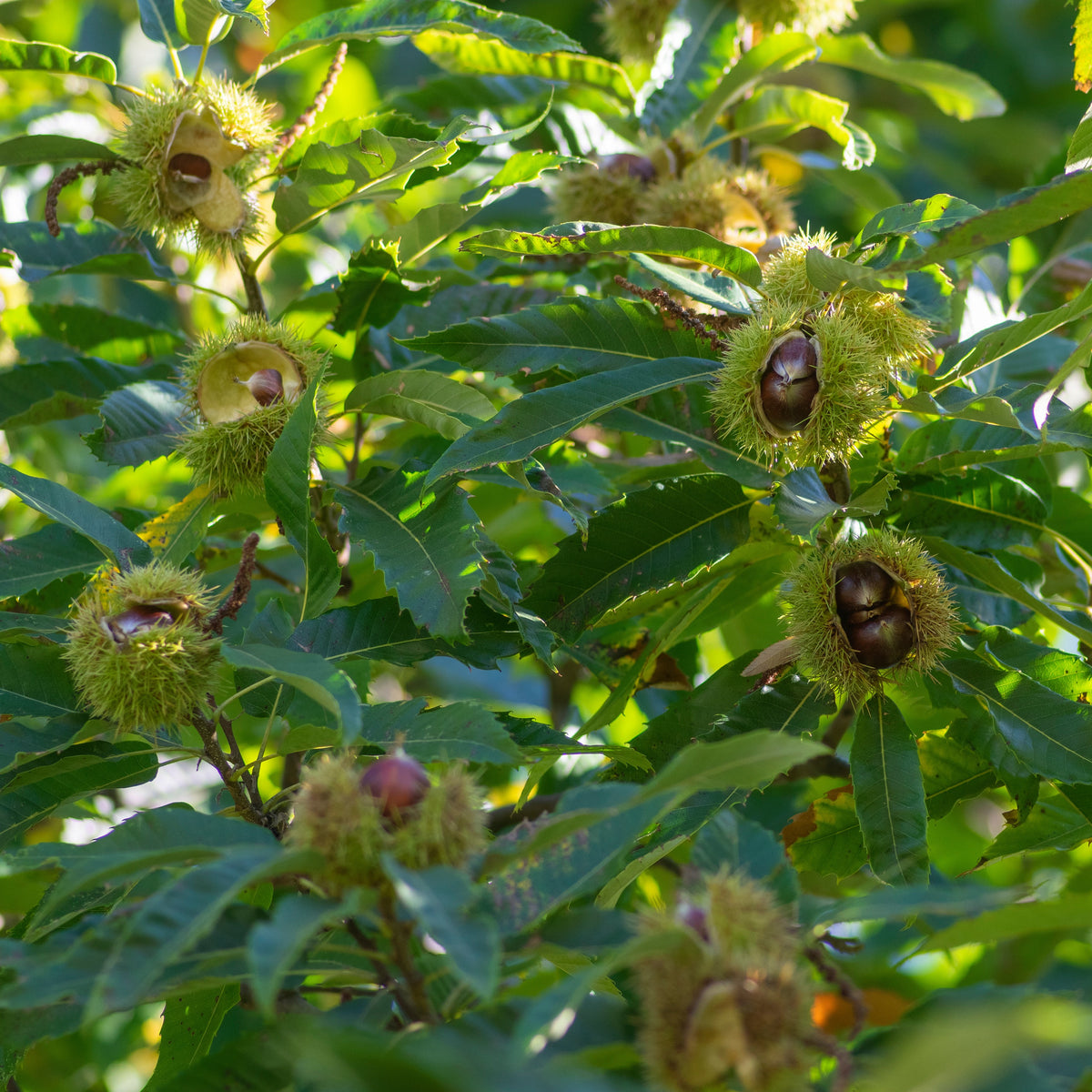Tamme kastanje - Castanea sativa - Bakker