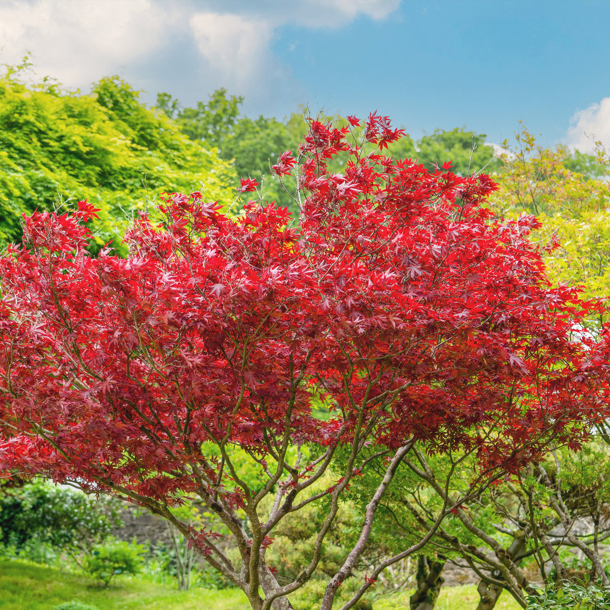 Japanse esdoorn 'Atropurpureum' - Bakker