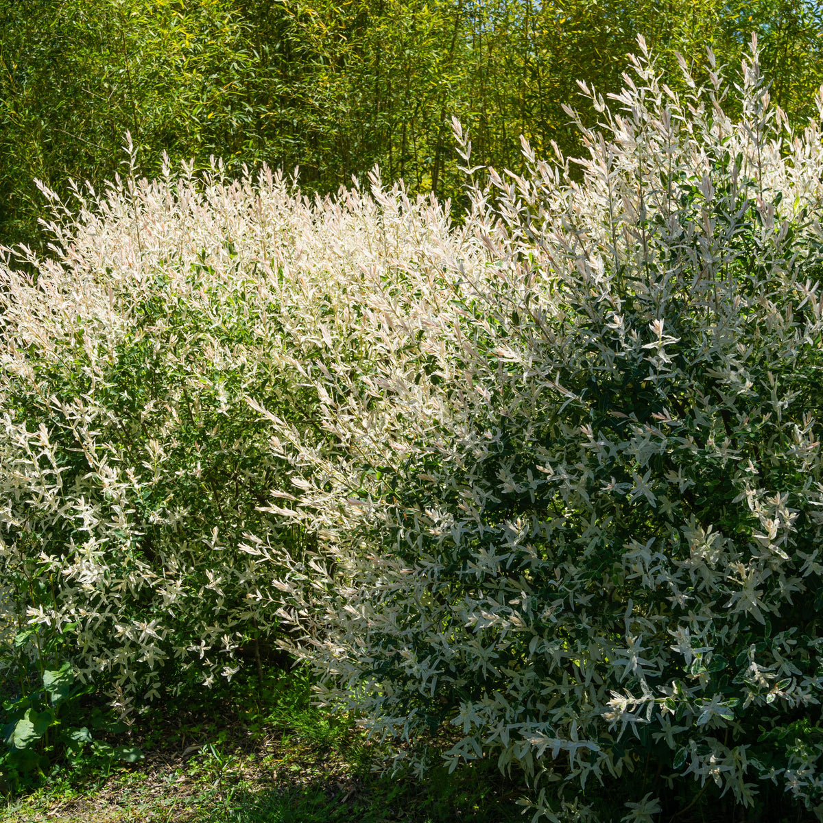 Bonte wilg haag 'Hakuro Nishiki' (x3) - Salix integra Hakuro Nishiki - Bakker