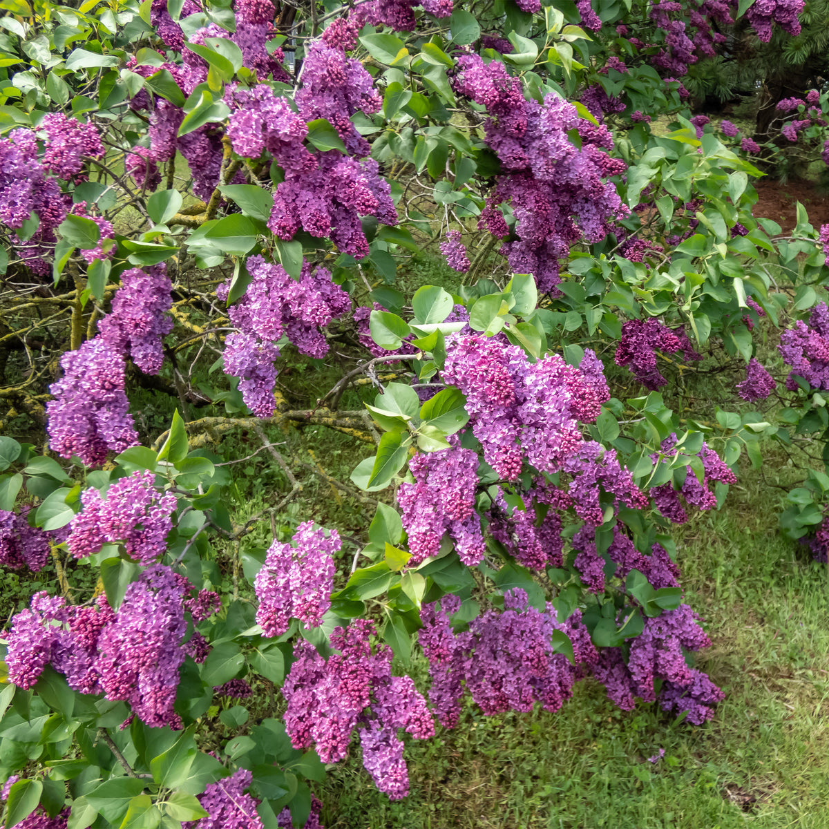 Bloeiende en geurende haag - 10 meter (x12) - Syringa vulgaris, Forsythia x intermedia Spectabilis, Lonicera fragrantissima, Clethra alnifolia, Philadelphus virginal, Rosa rugosa - Bakker