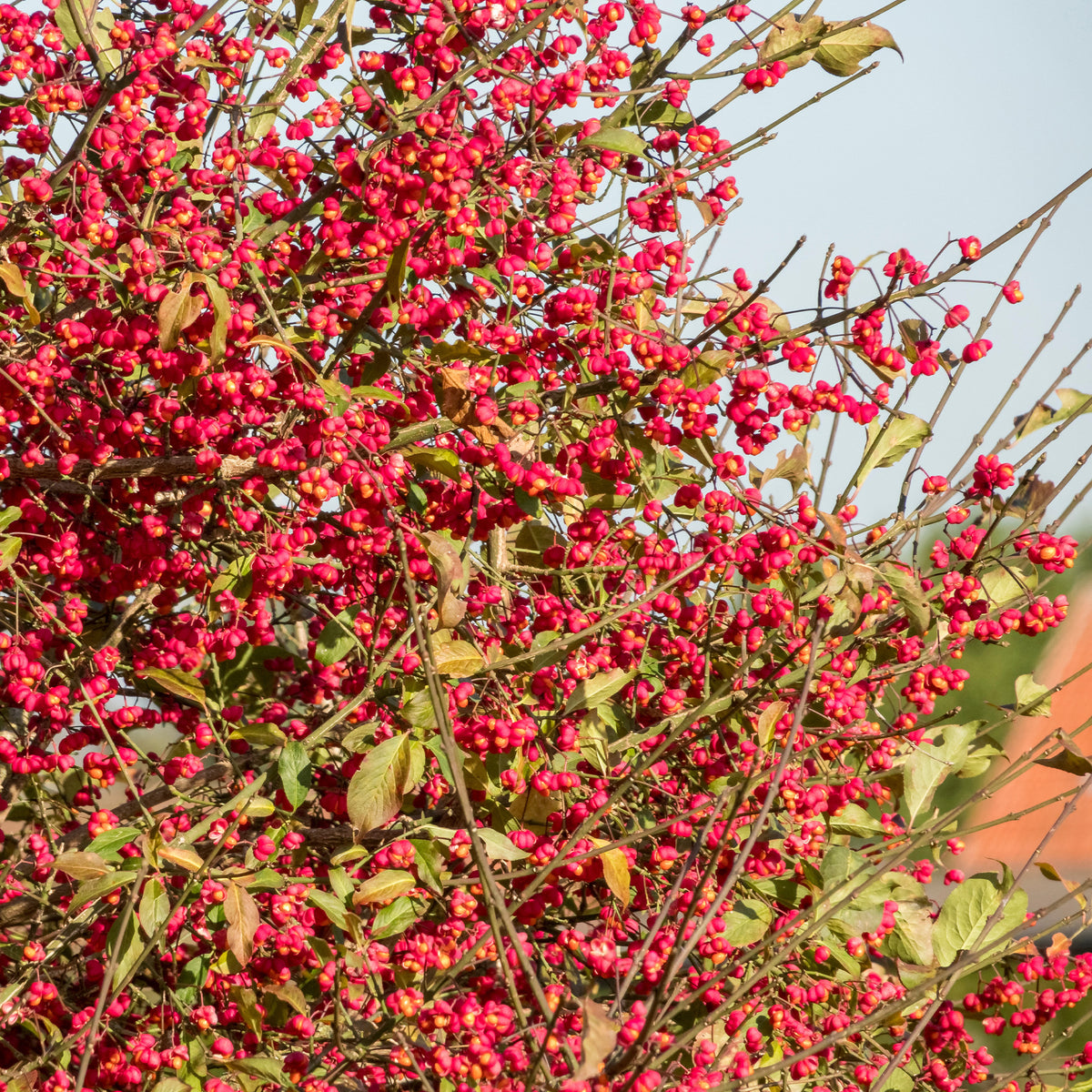 Heesters - Wilde kardinaalsmuts - Euonymus europaeus