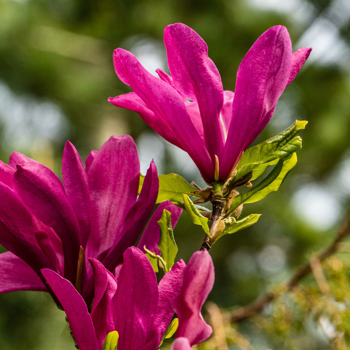 Magnolia - Magnolia 'Susan' - Magnolia Susan