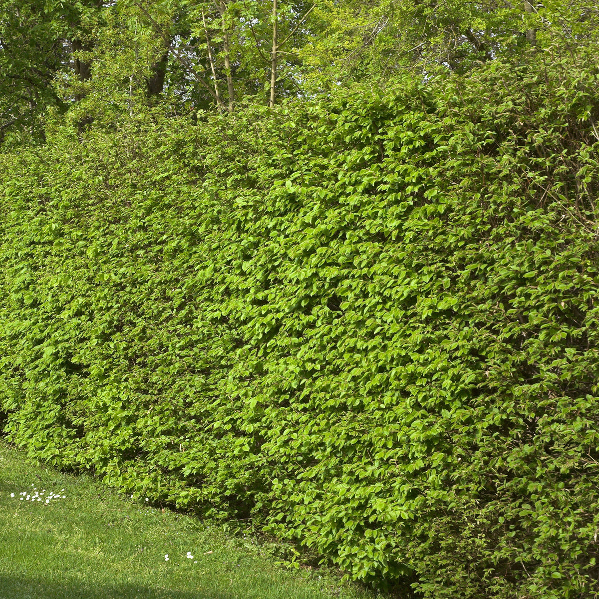 Verkoop Haagbeuk (x10) - Carpinus betulus