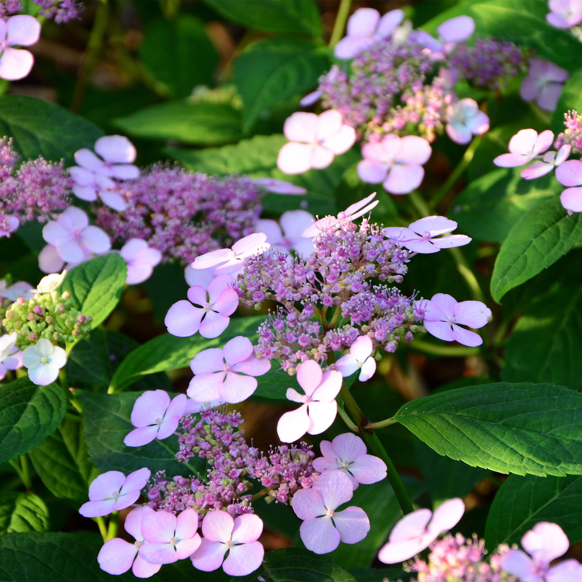Hydrangea serrata Indian Summer - Berghortensia 'Indian Summer' - Hortensia