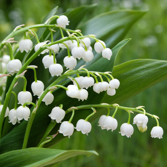 Lelietjes-van-dalen 'Majalis' - Convallaria majalis - Tuinplanten