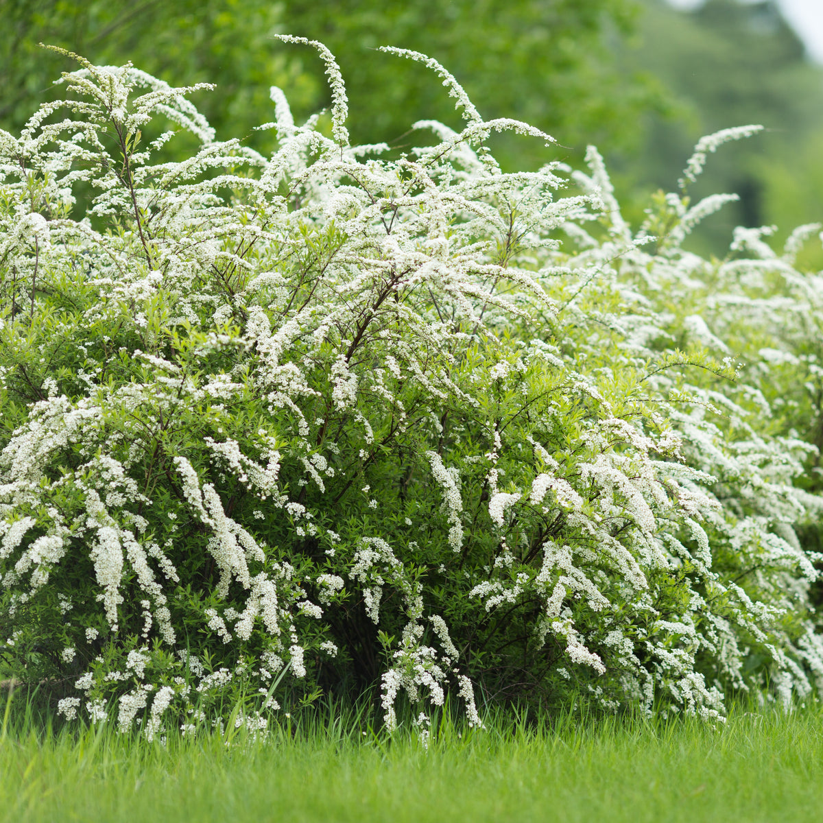 Spirea - Spierstruik 'Grefsheim' - Spiraea cinerea Grefsheim