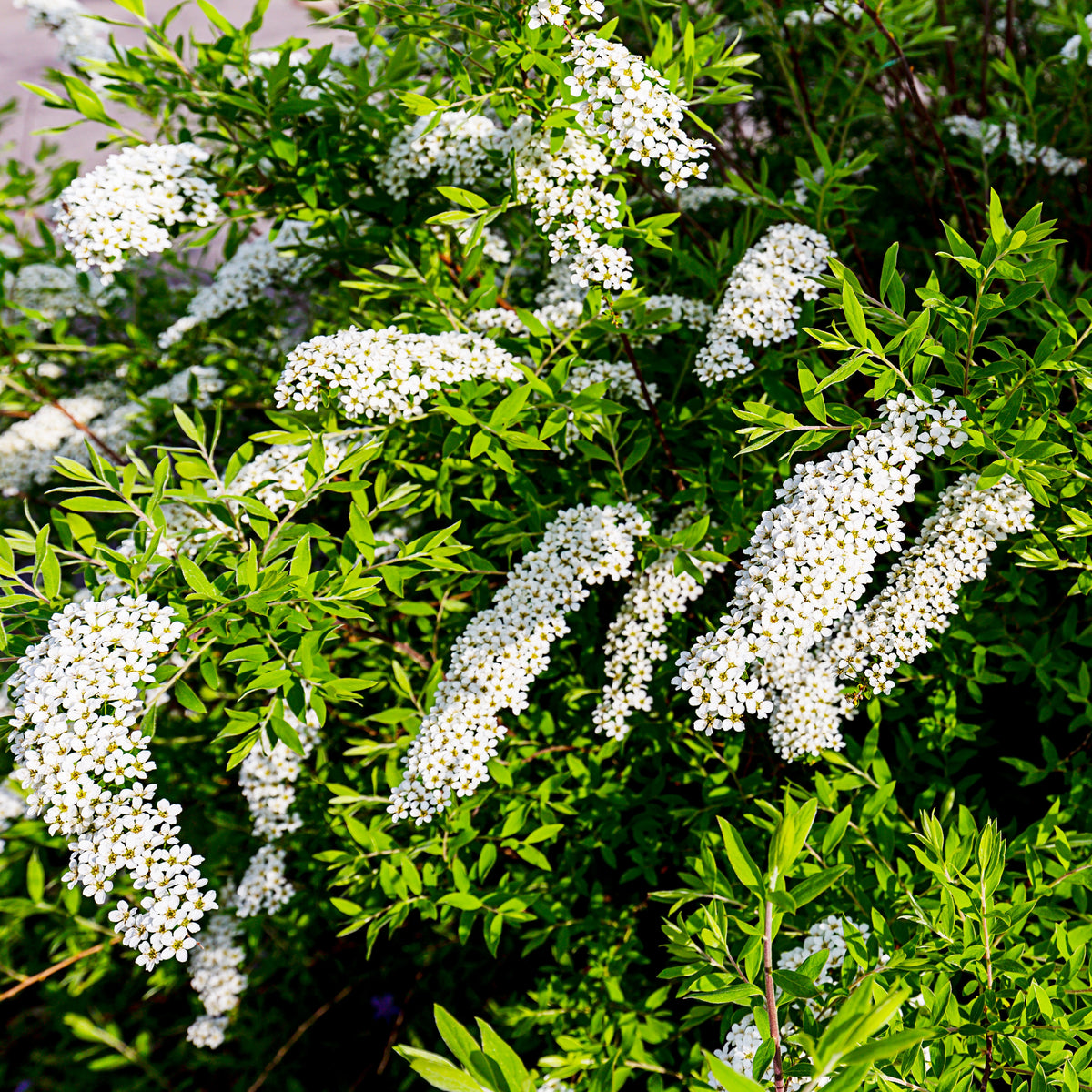 Spiraea cinerea Grefsheim - Spierstruik 'Grefsheim' - Spirea
