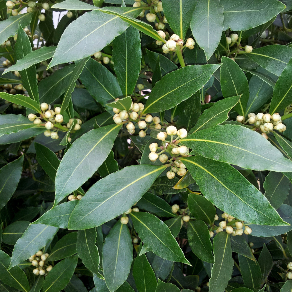 Laurus nobilis - Laurierstruik - Laurier - Laurus Nobilis