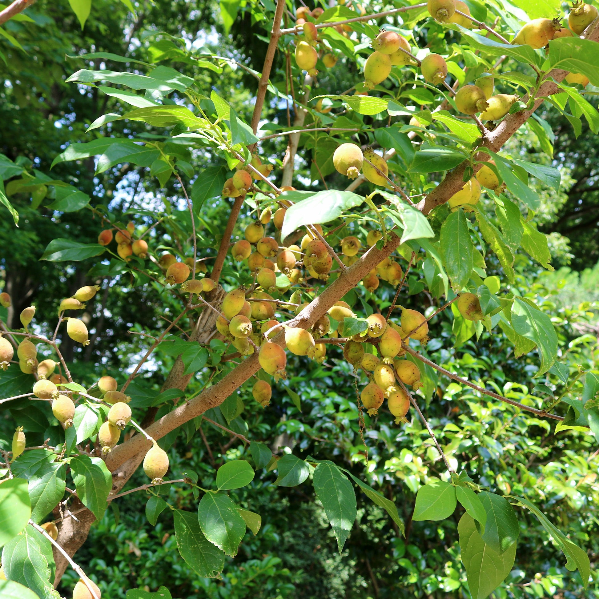 Heesters - Meloenboompje - Chimonanthus praecox