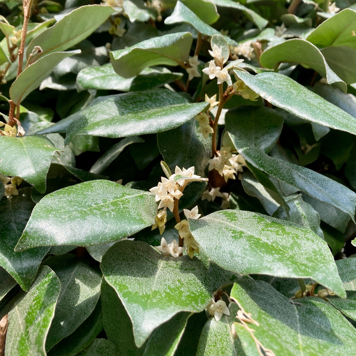 Olijfwilg - Eleagnus ebbingei - Bakker